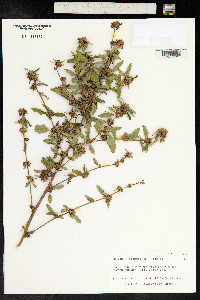 Malvastrum coromandelianum image