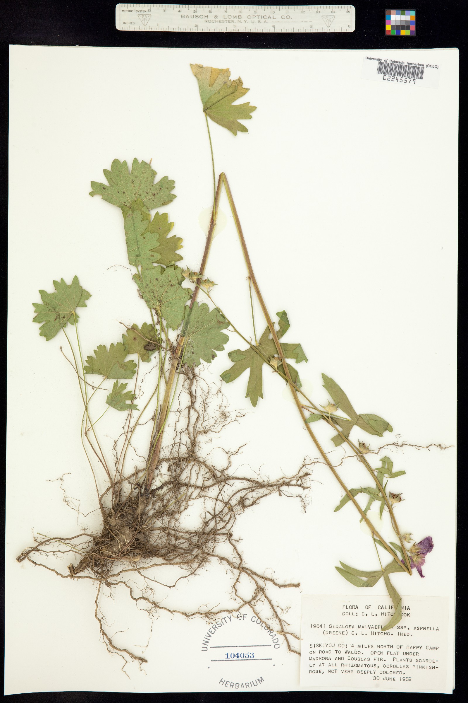Sidalcea malviflora image