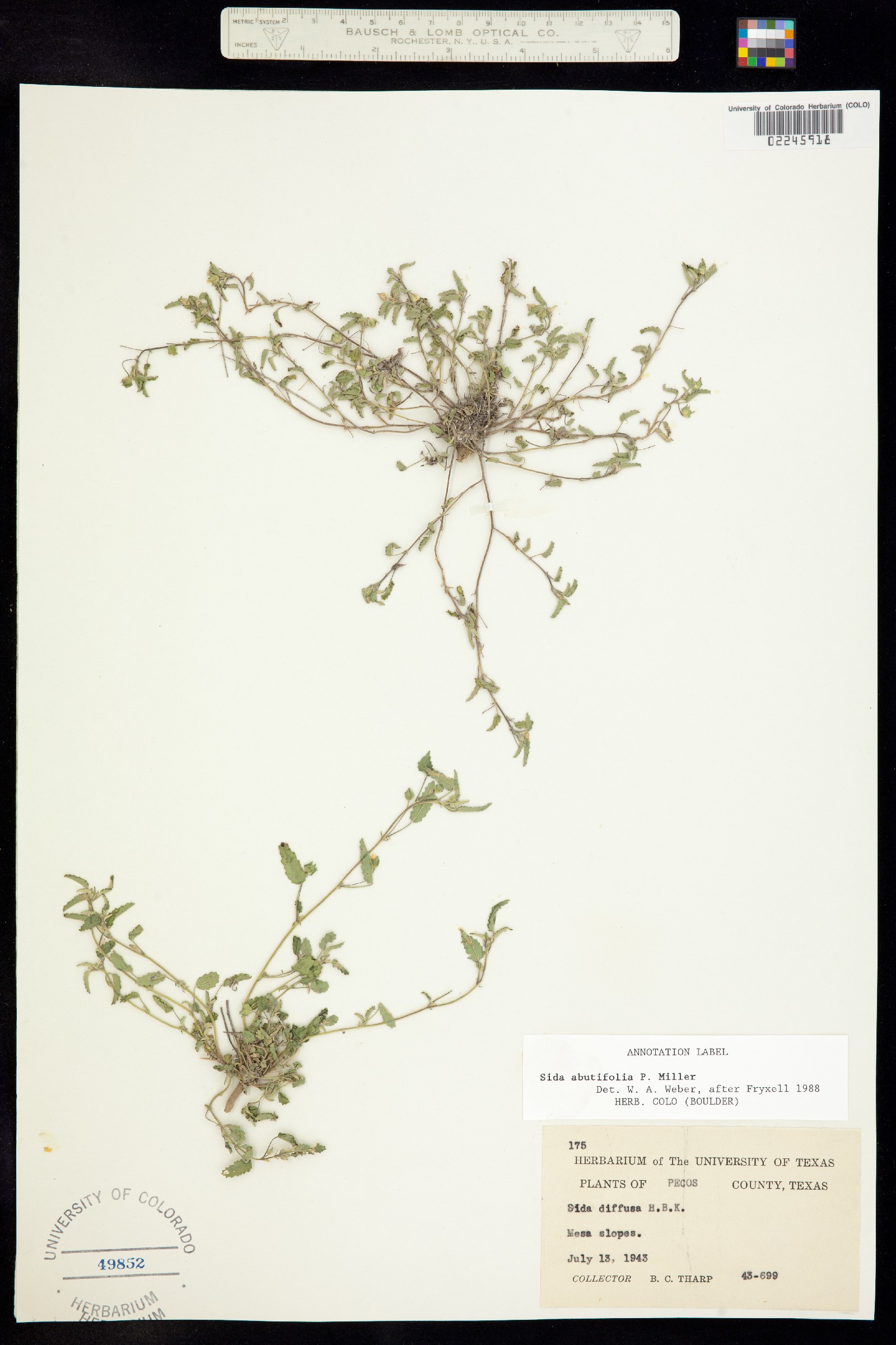 Sida image