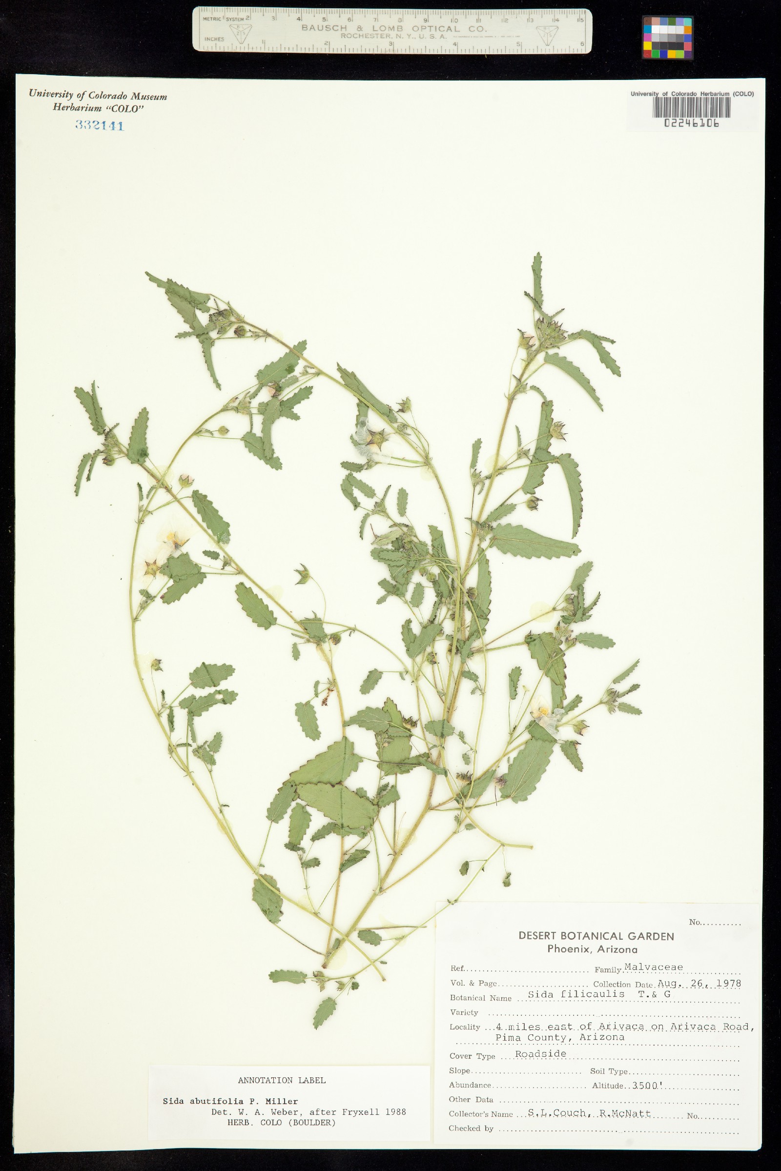 Sida abutifolia image