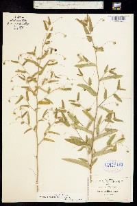 Image of Meximalva filipes