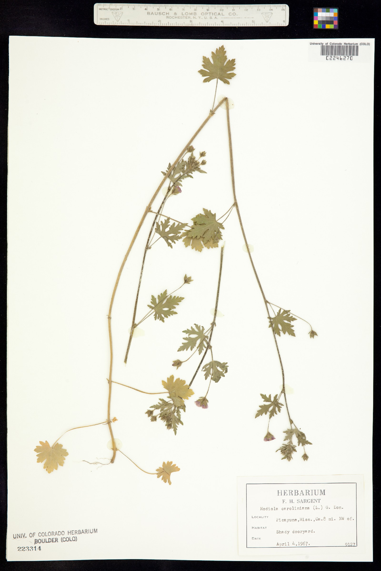 Modiola caroliniana image