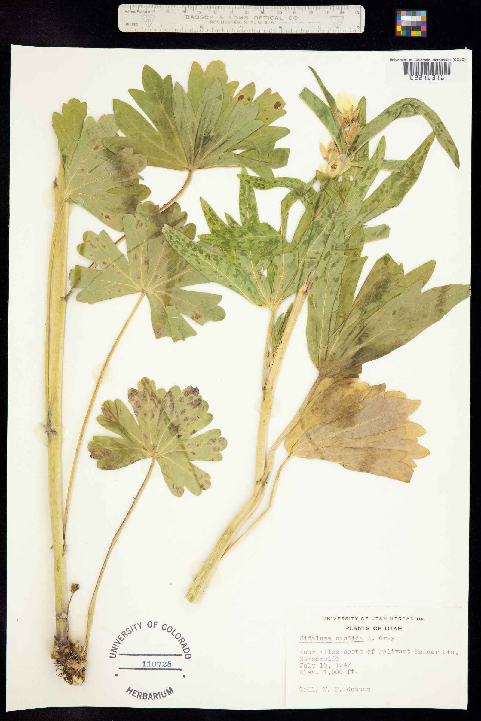Sidalcea candida image