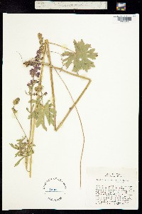 Sidalcea cusickii image