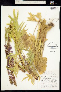 Sidalcea cusickii image