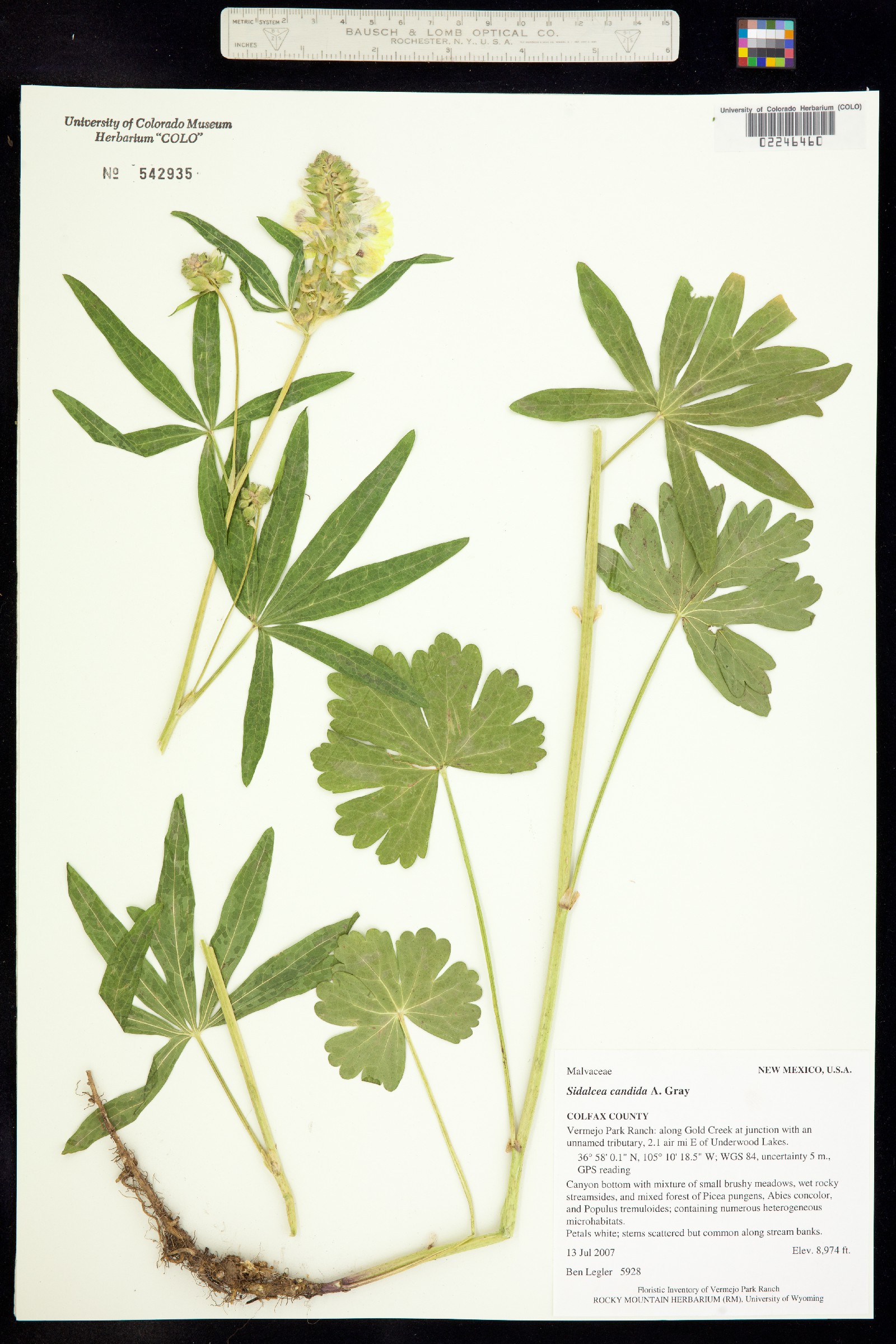Sidalcea candida image