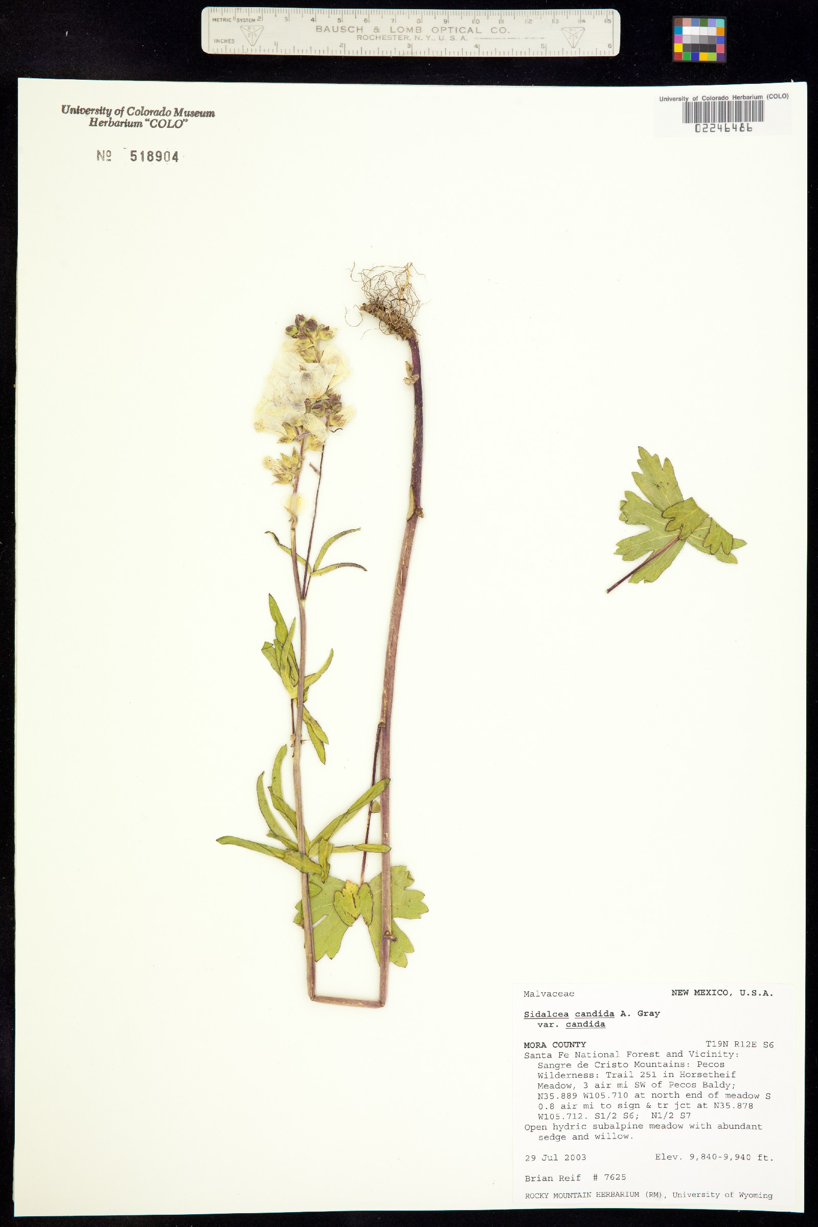 Sidalcea candida image