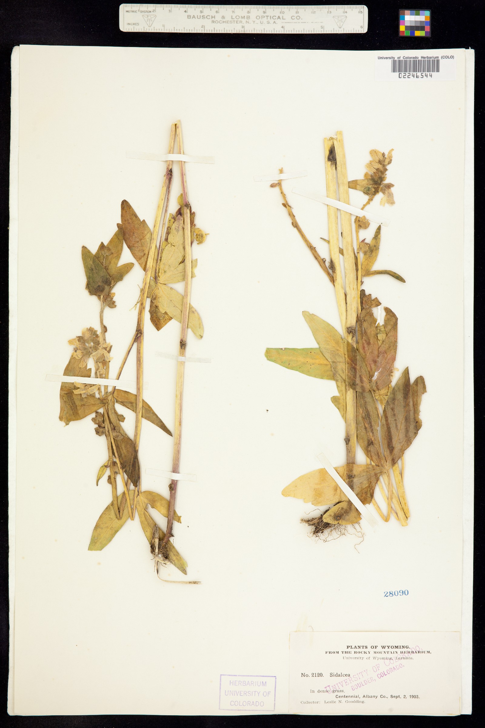 Sidalcea candida image