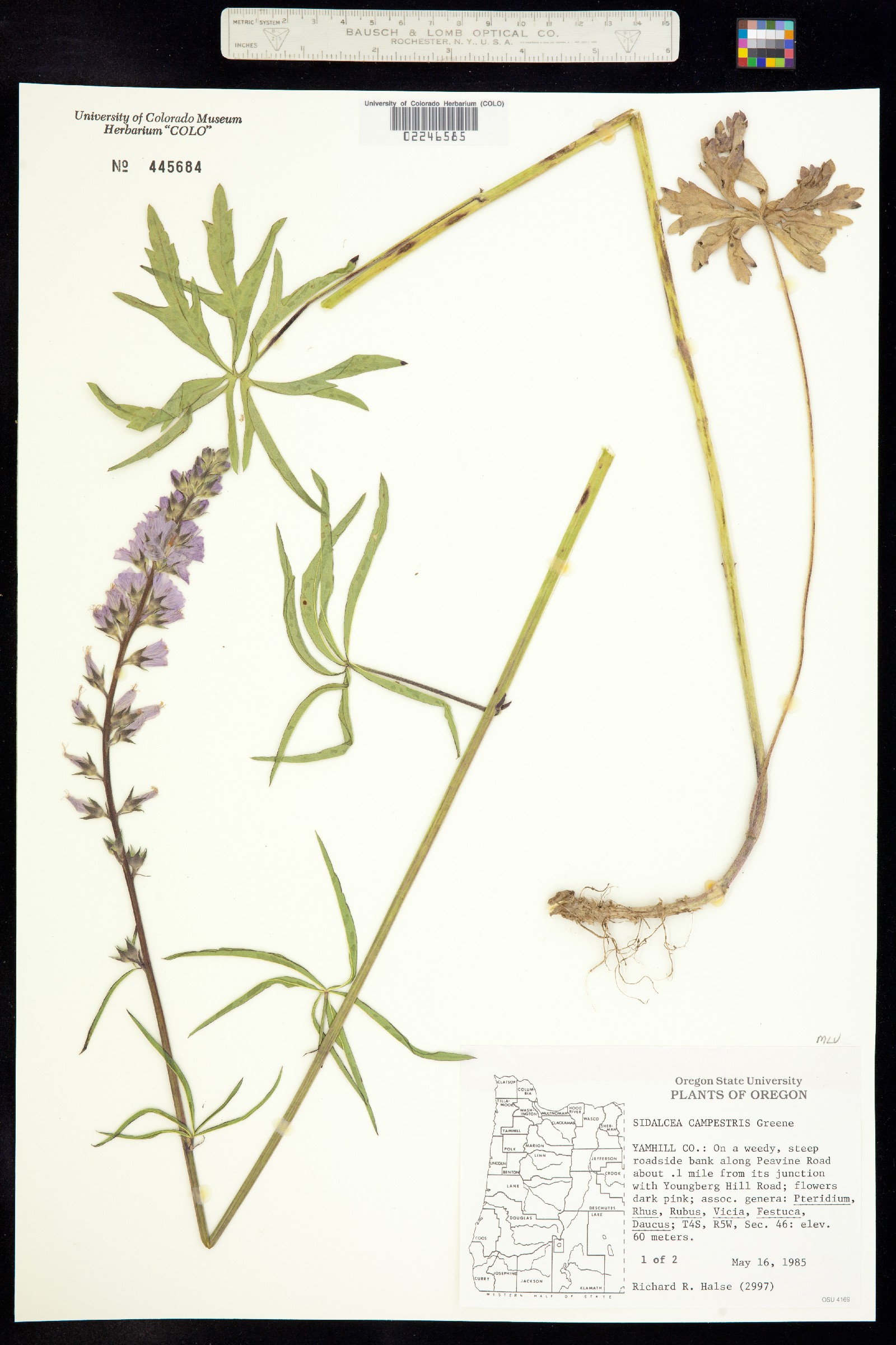 Sidalcea campestris image