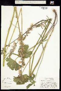 Sidalcea campestris image