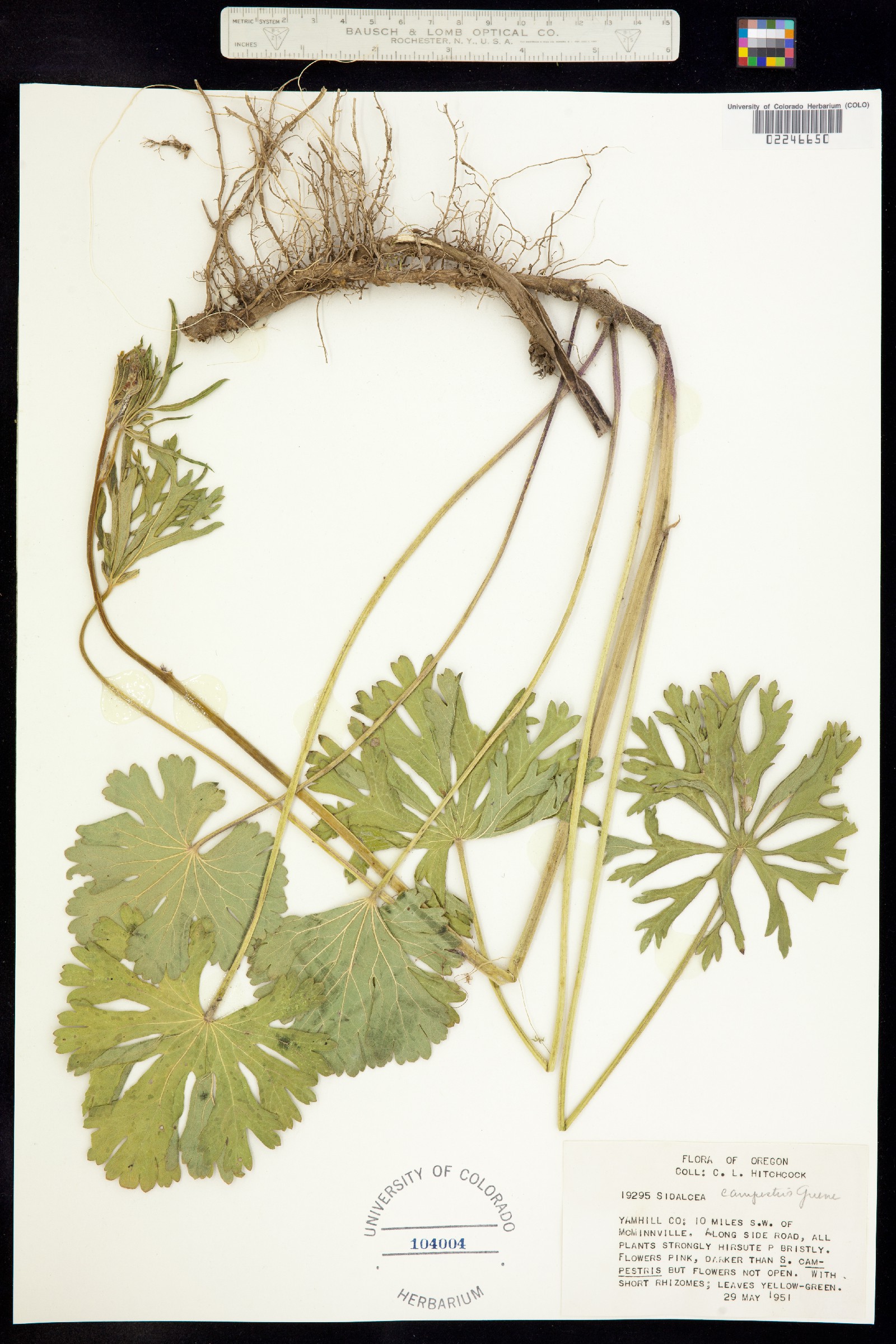 Sidalcea campestris image