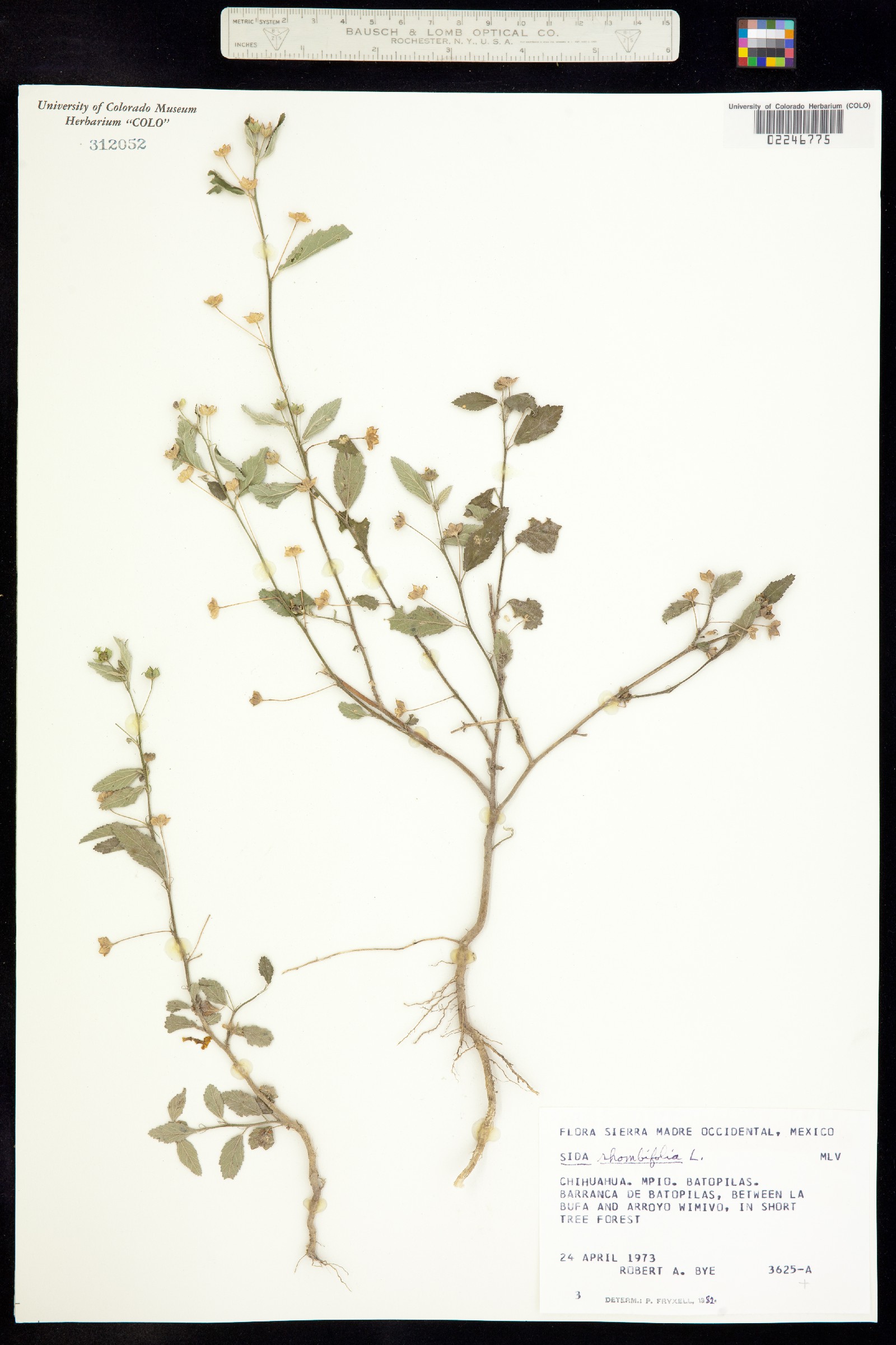 Sida rhombifolia image