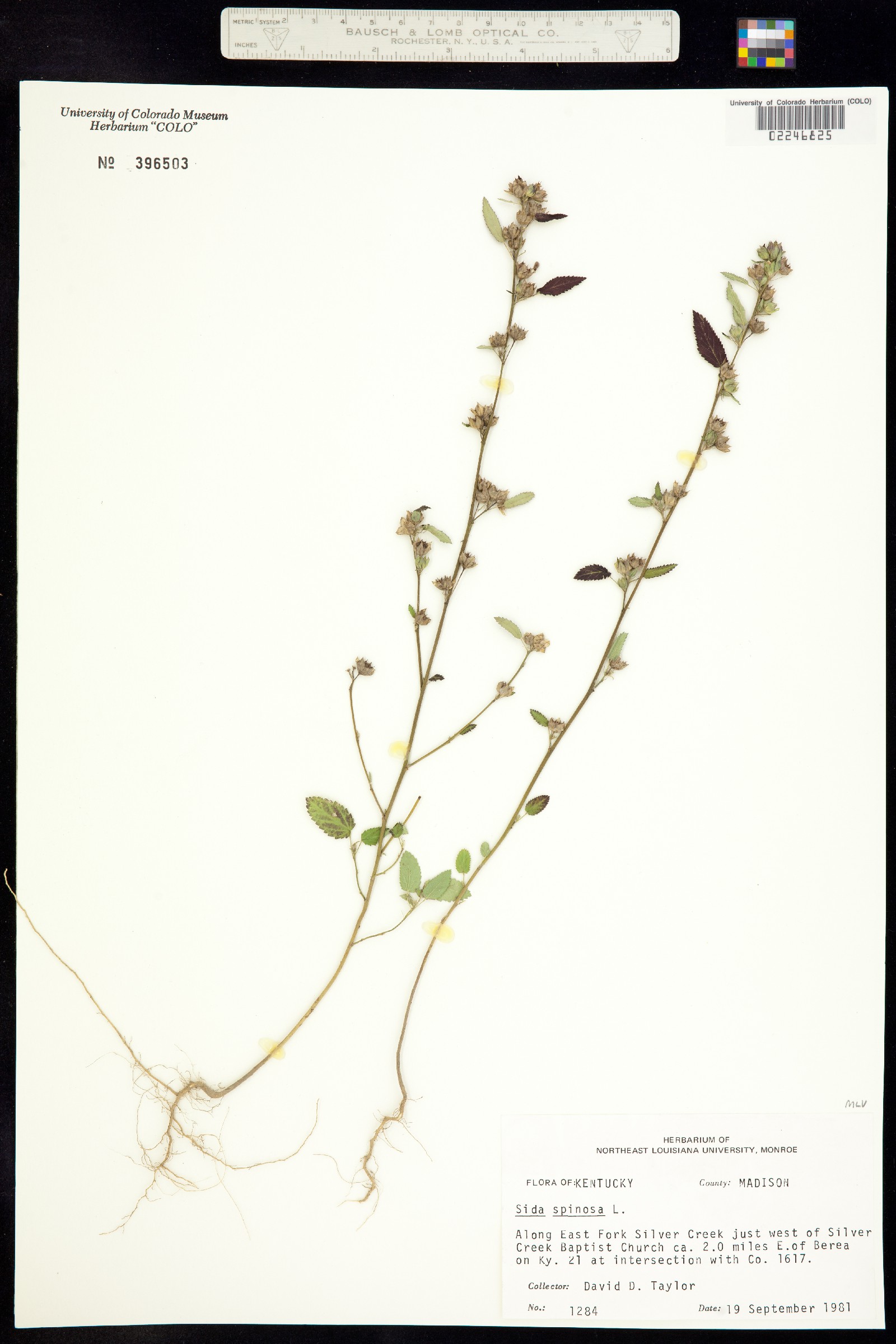 Sida spinosa image
