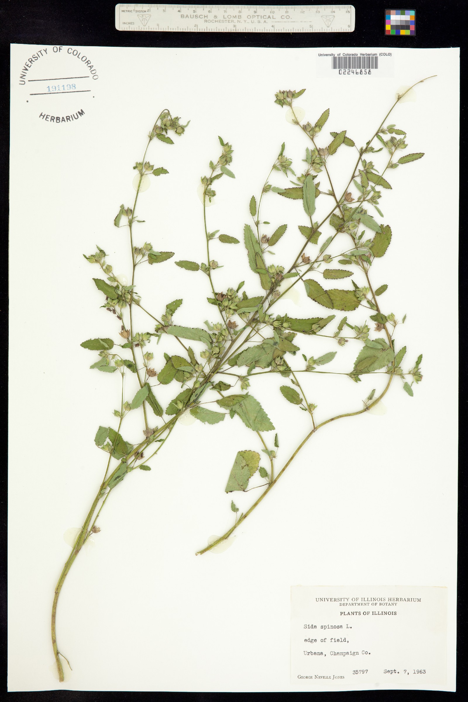 Sida spinosa image