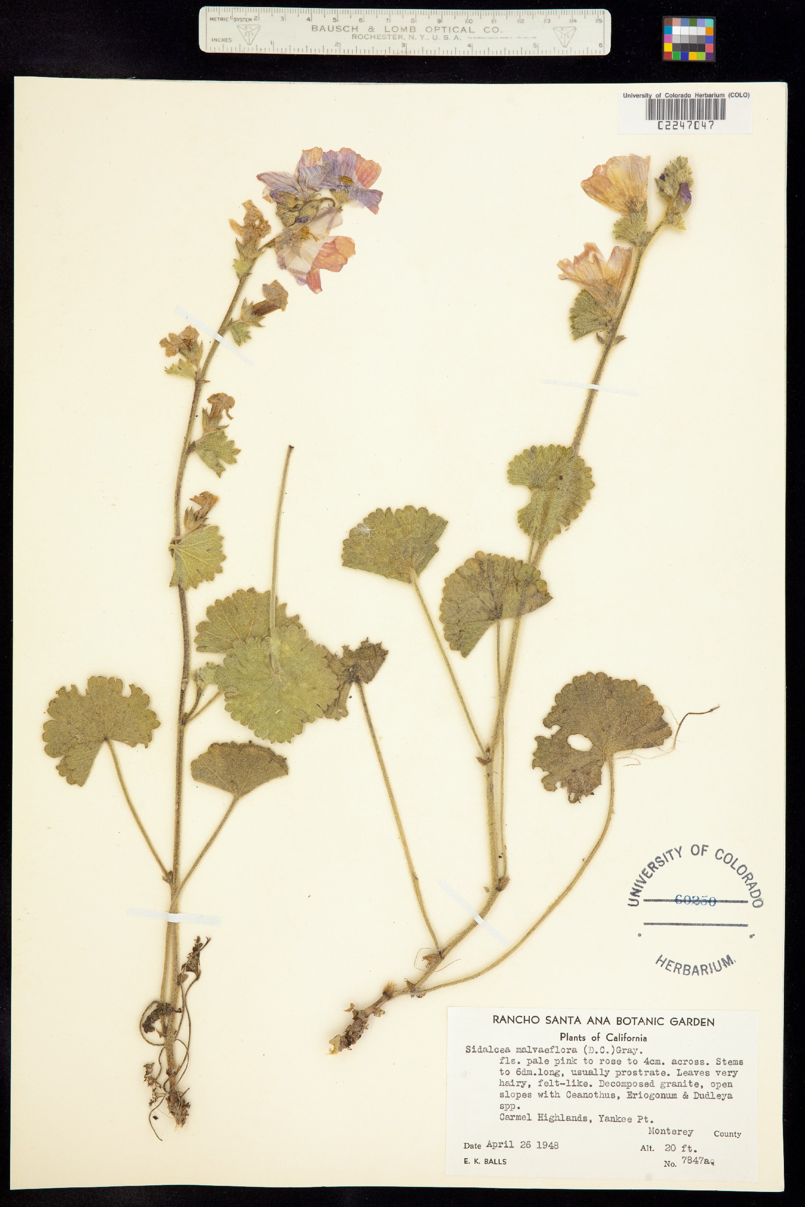 Sidalcea malviflora image