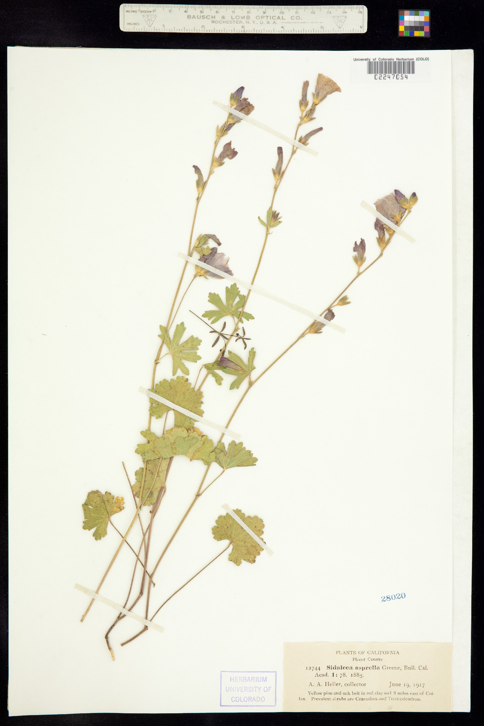 Sidalcea malviflora image