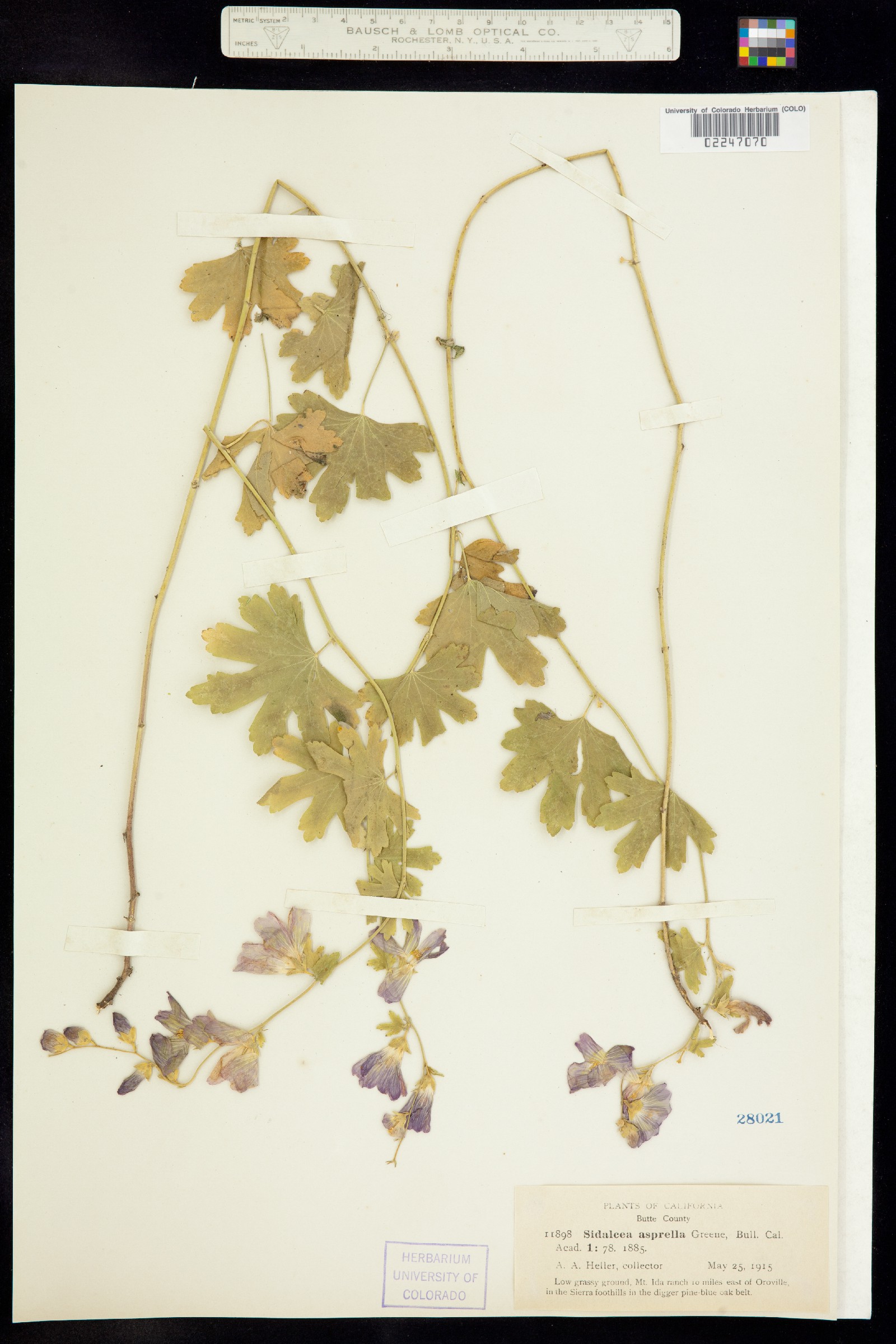 Sidalcea malviflora image