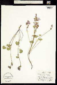 Sidalcea malvaeflora image