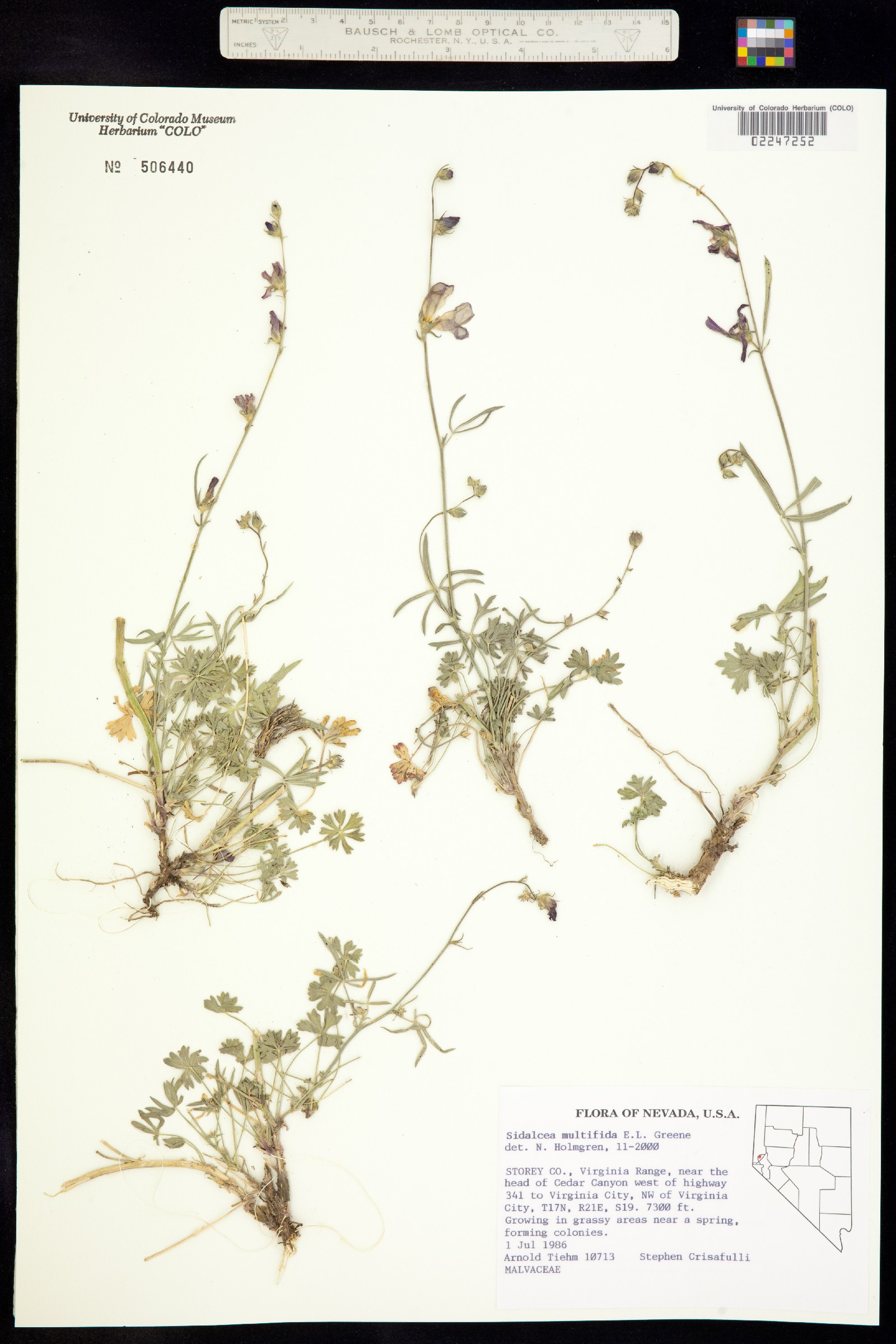 Sidalcea multifida image