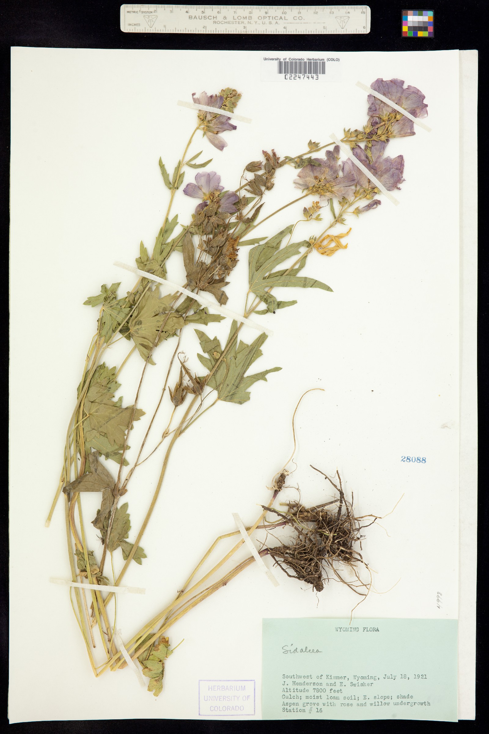 Sidalcea neomexicana image