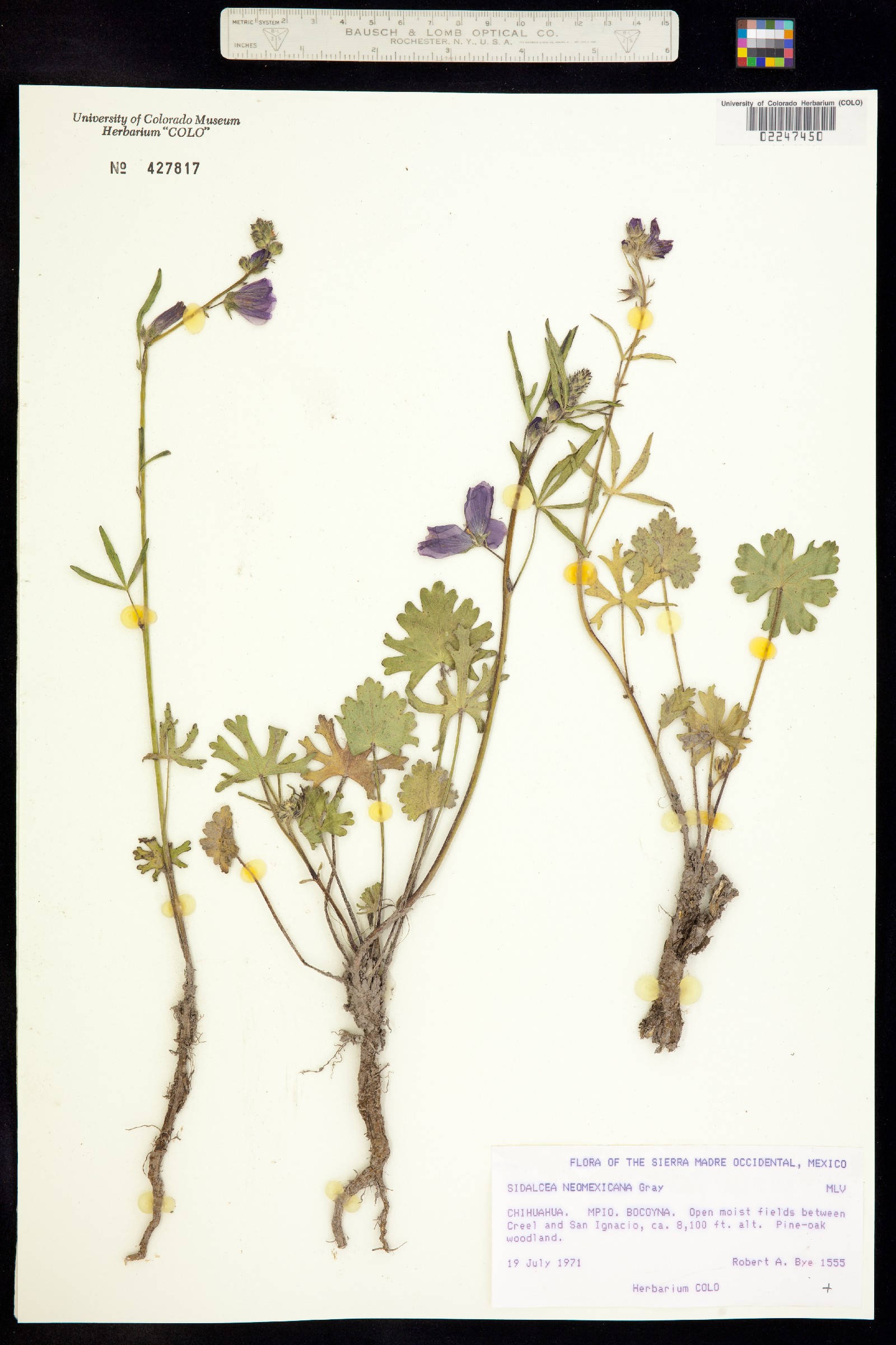 Sidalcea neomexicana image