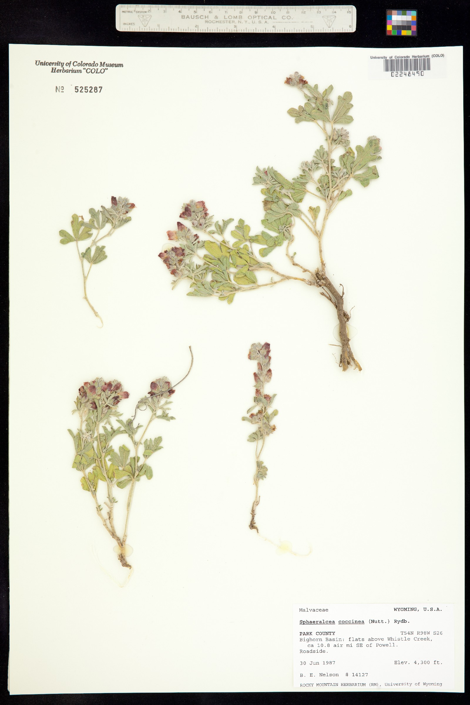Sphaeralcea coccinea image