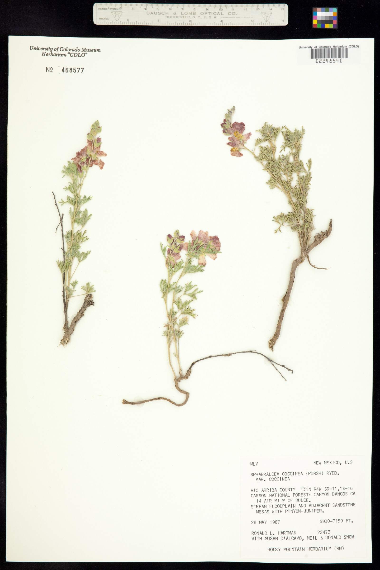 Malvaceae image