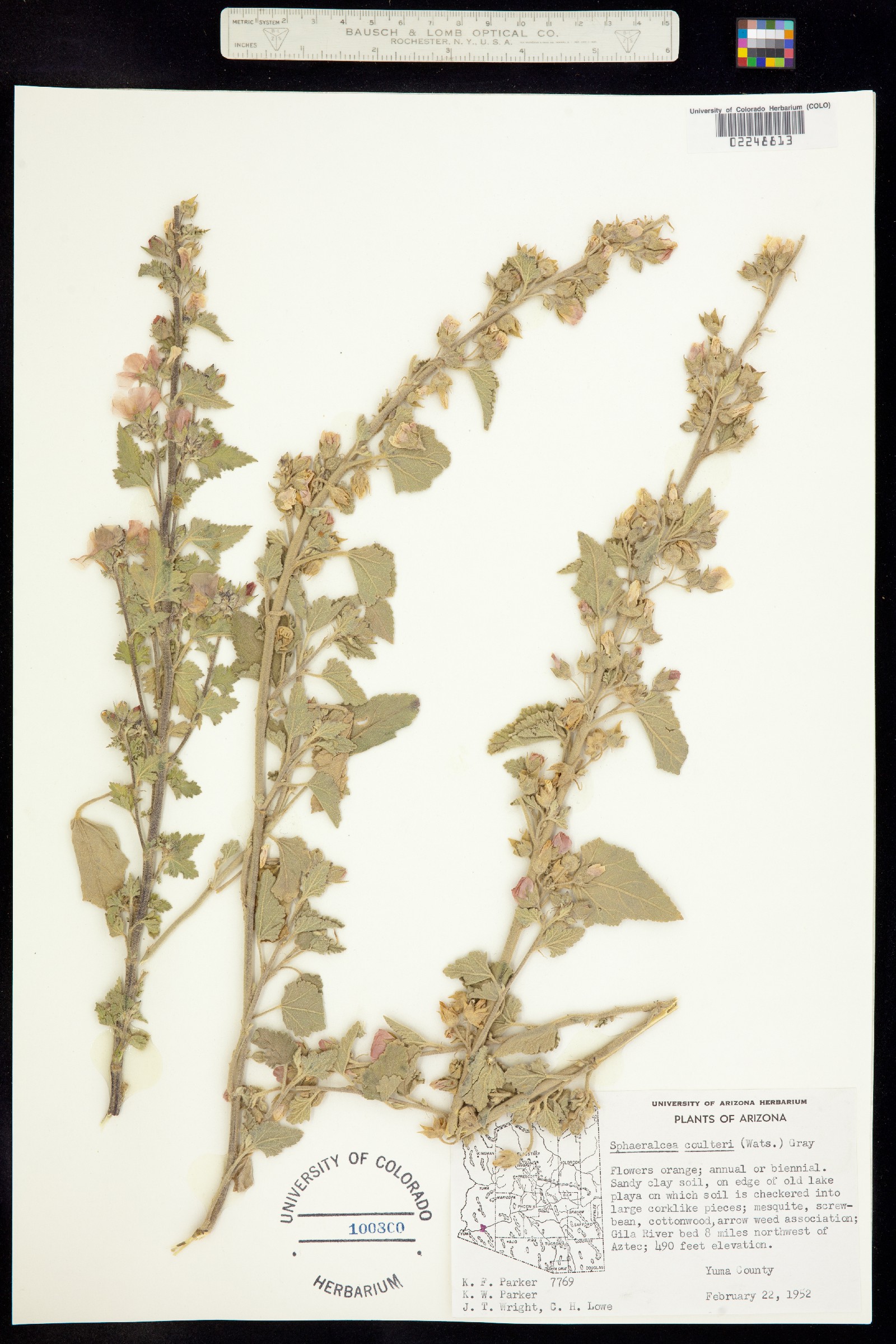Sphaeralcea coulteri image
