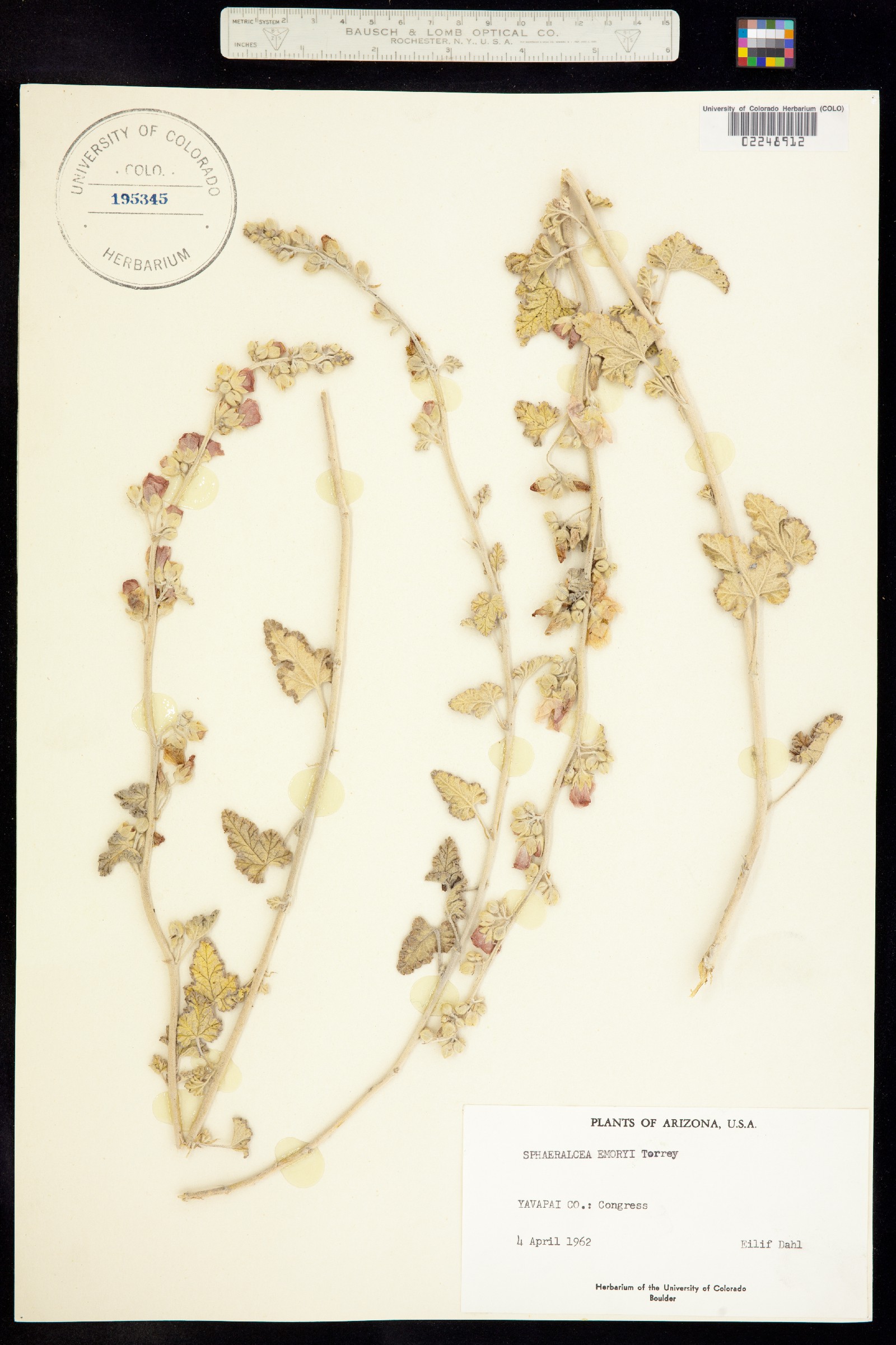 Sphaeralcea emoryi image