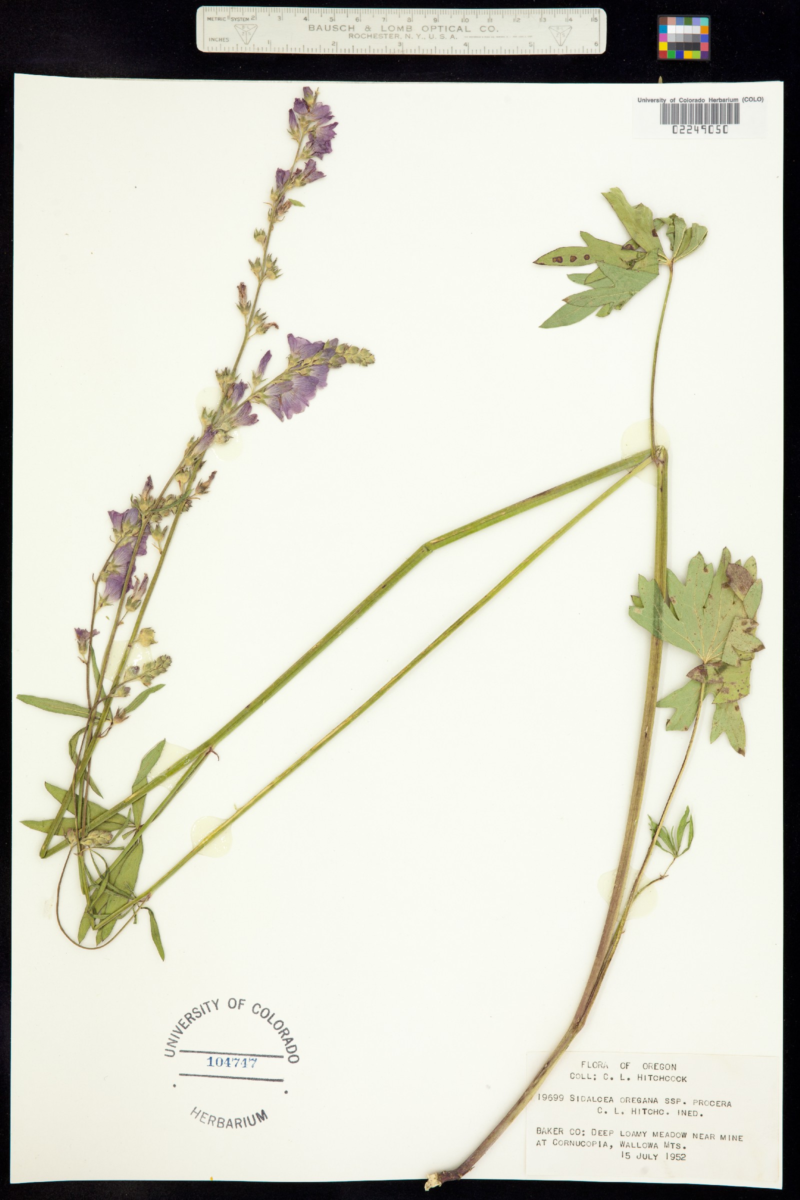 Sidalcea oregana image