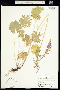 Sidalcea oregana ssp. spicata image
