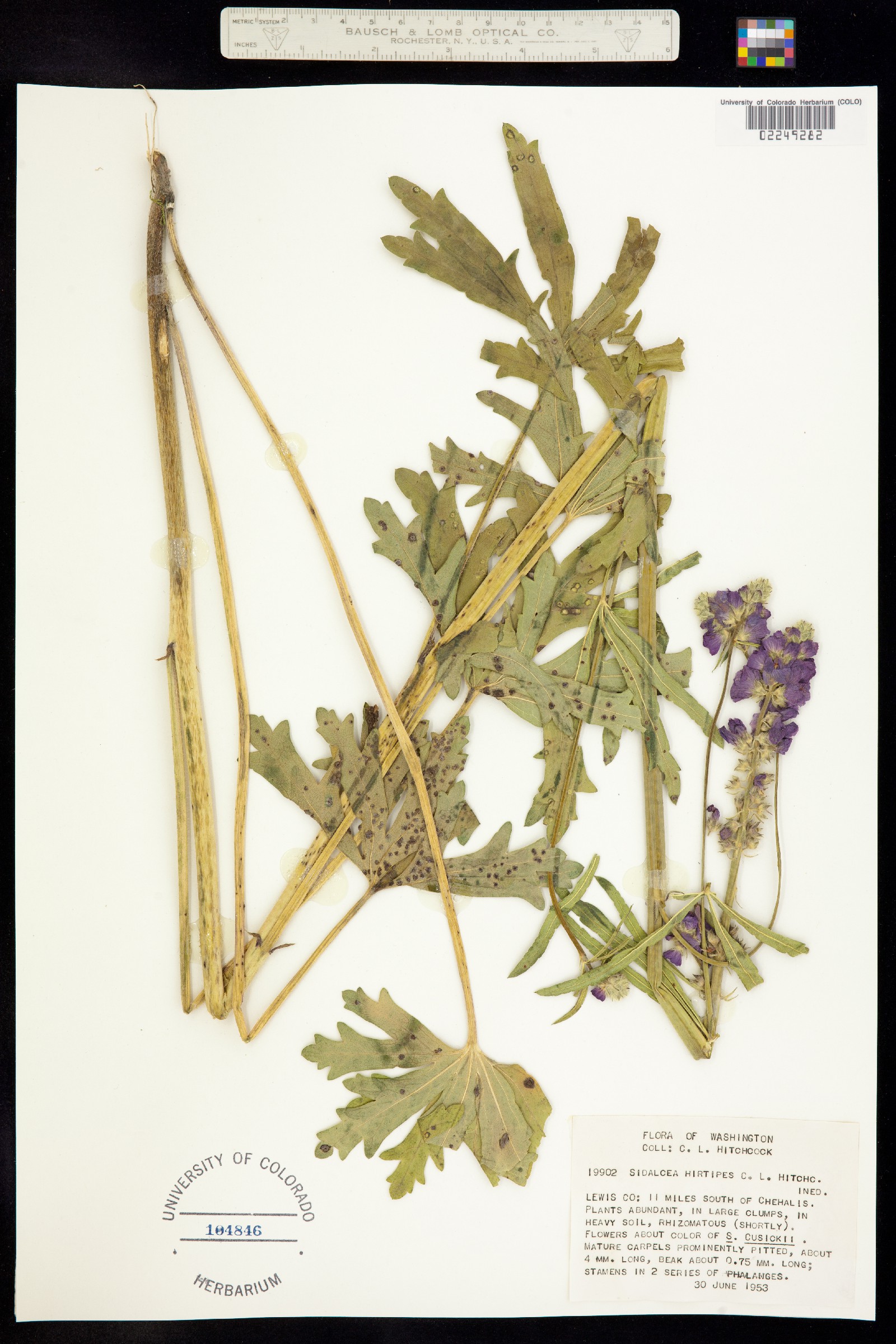 Sidalcea hirtipes image