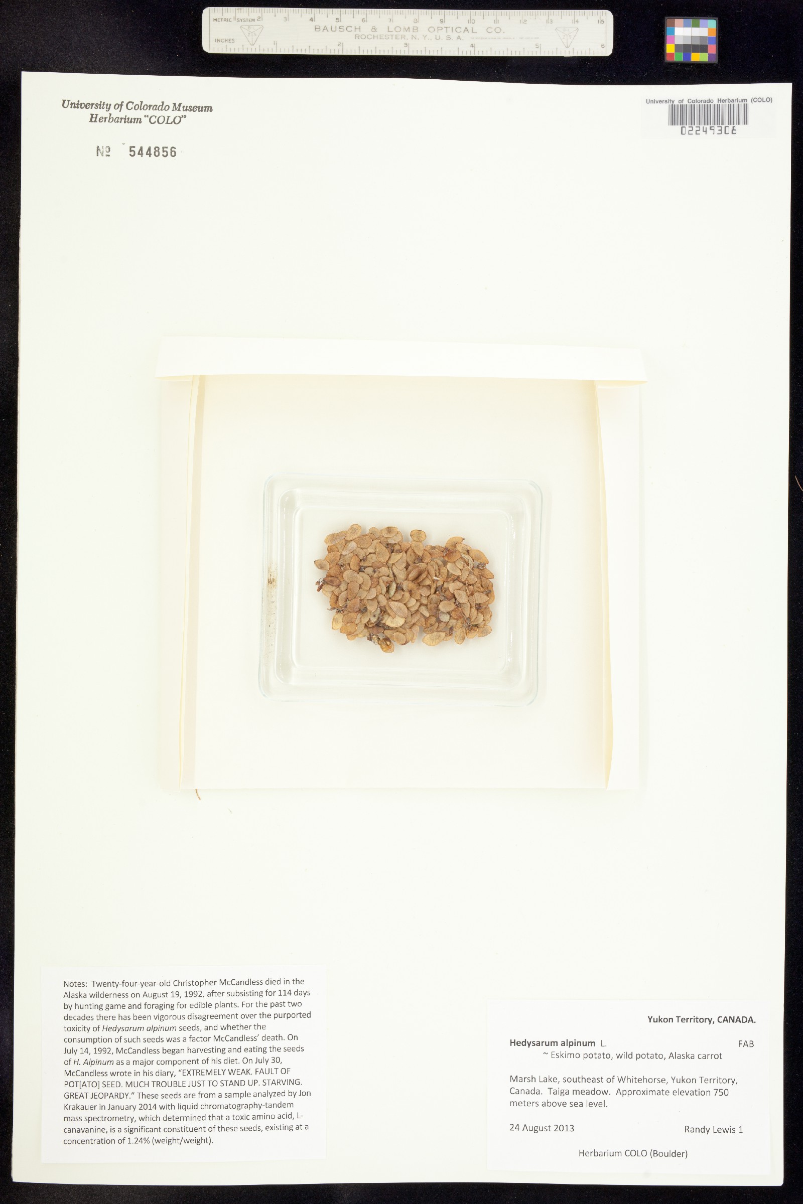 Hedysarum alpinum image