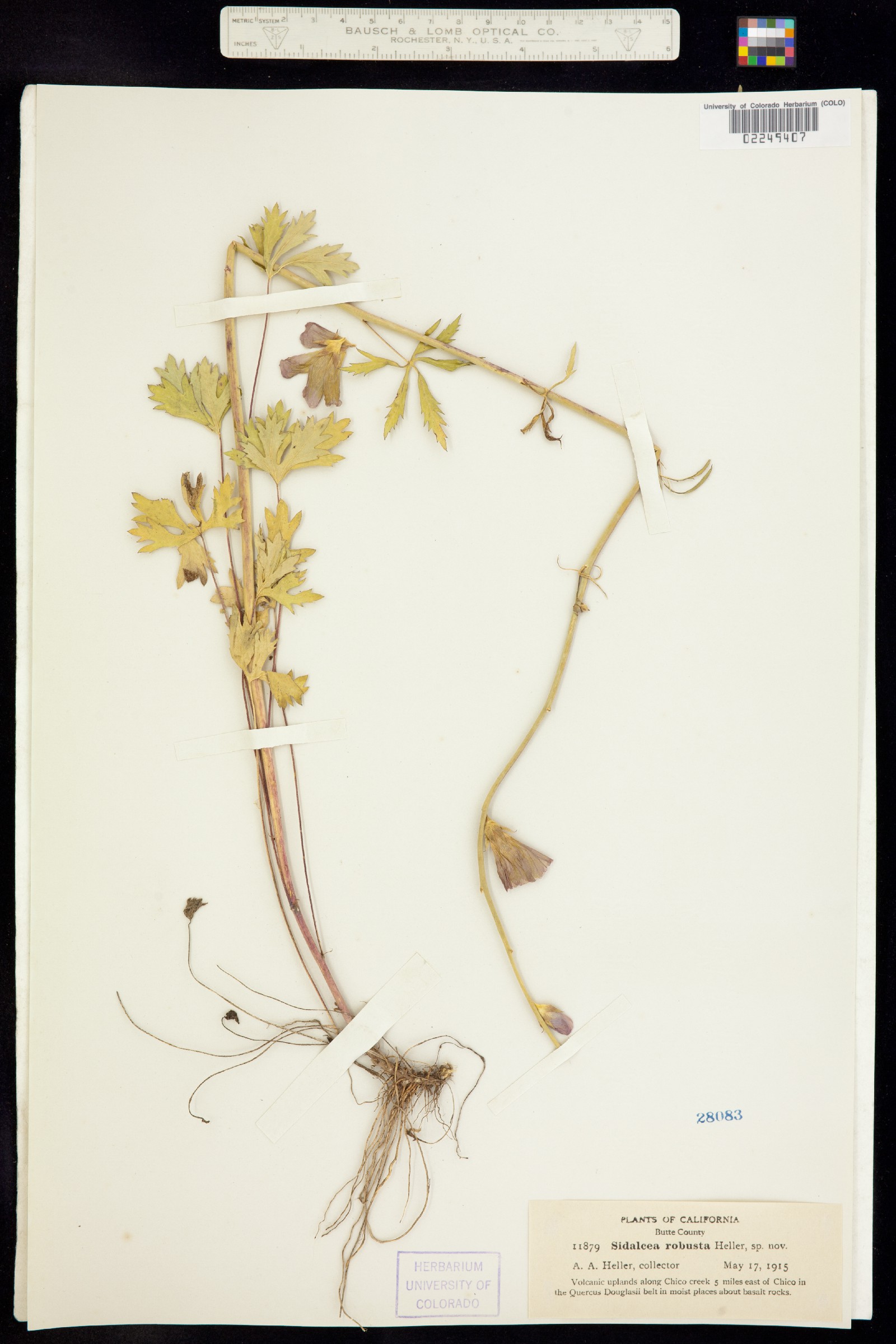 Sidalcea robusta image