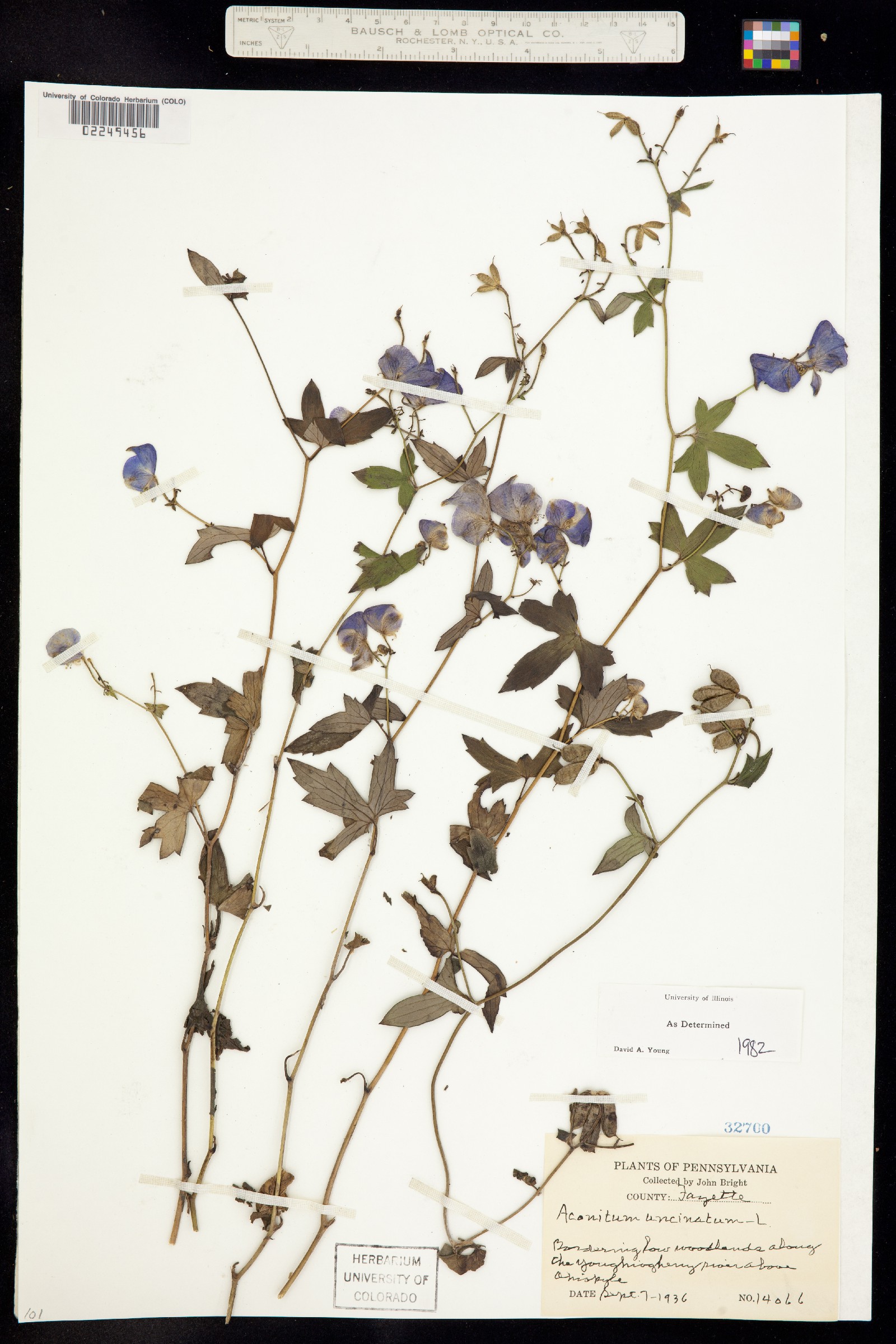 Aconitum uncinatum image