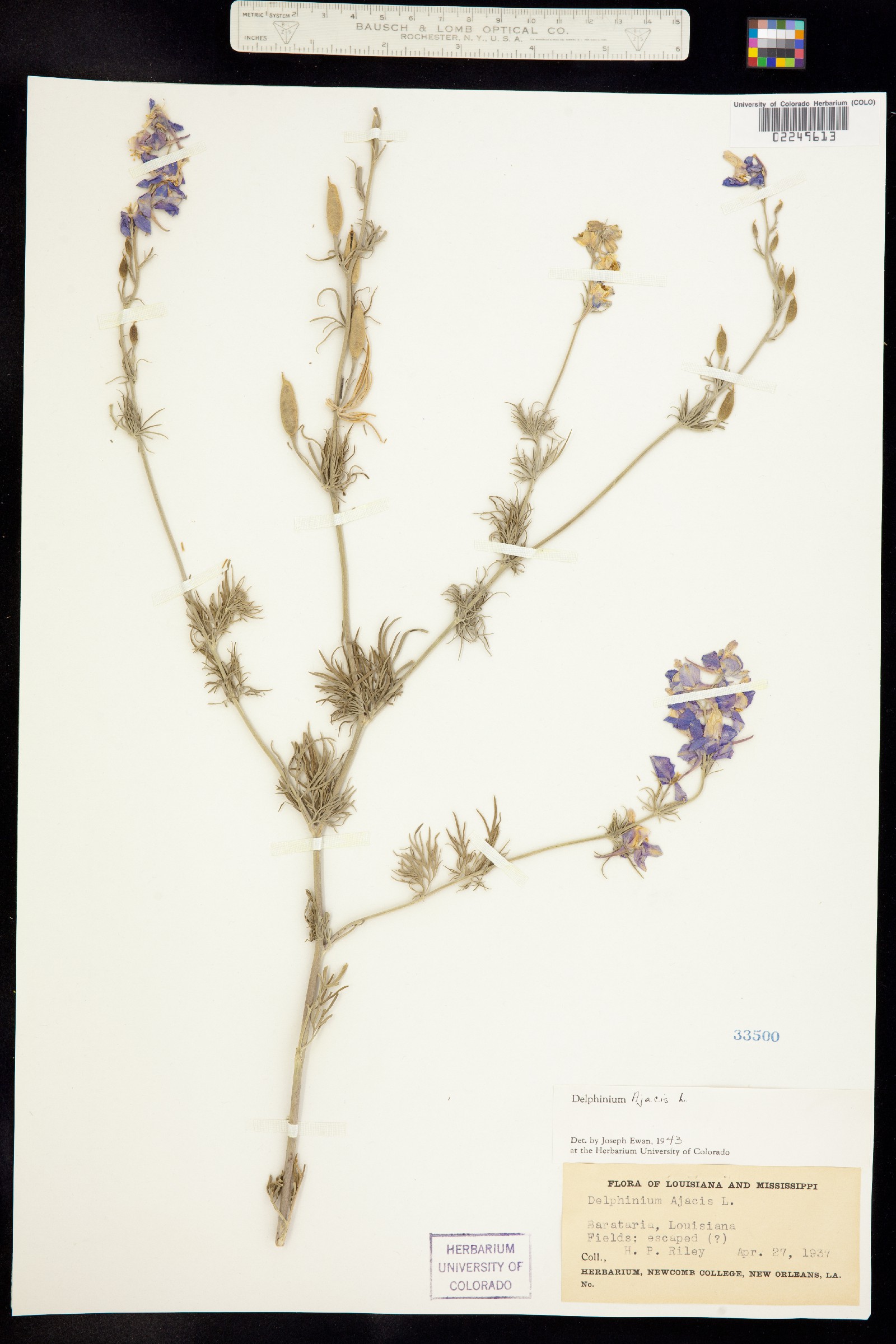 Consolida ajacis image
