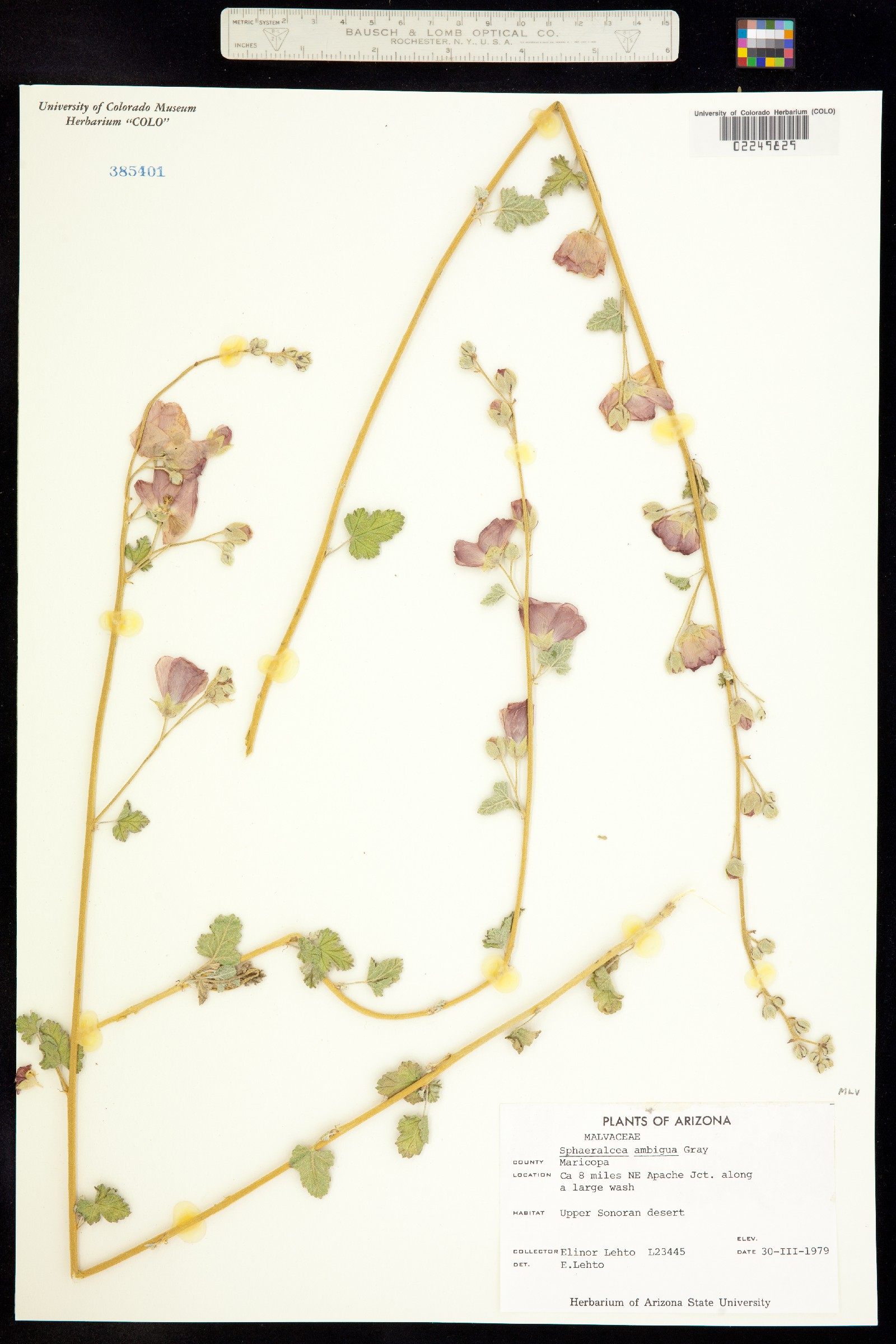 Sphaeralcea ambigua image
