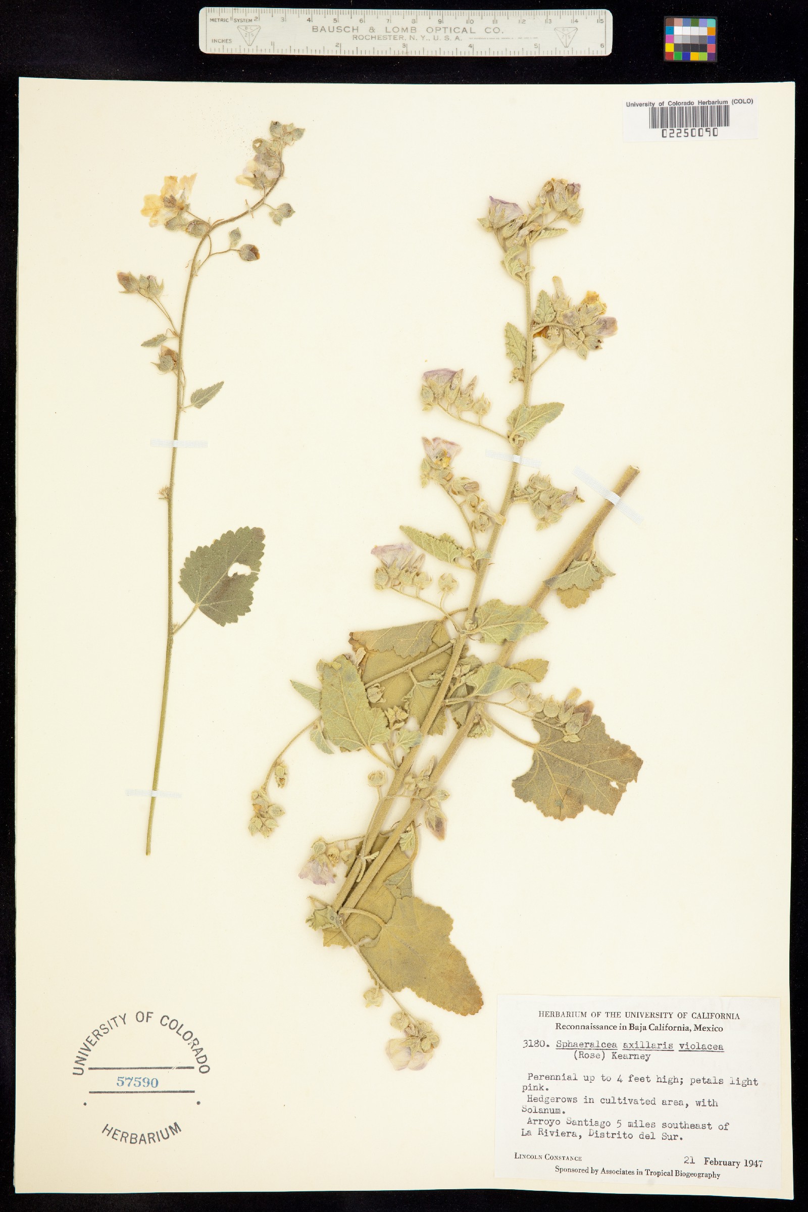 Sphaeralcea axillaris image