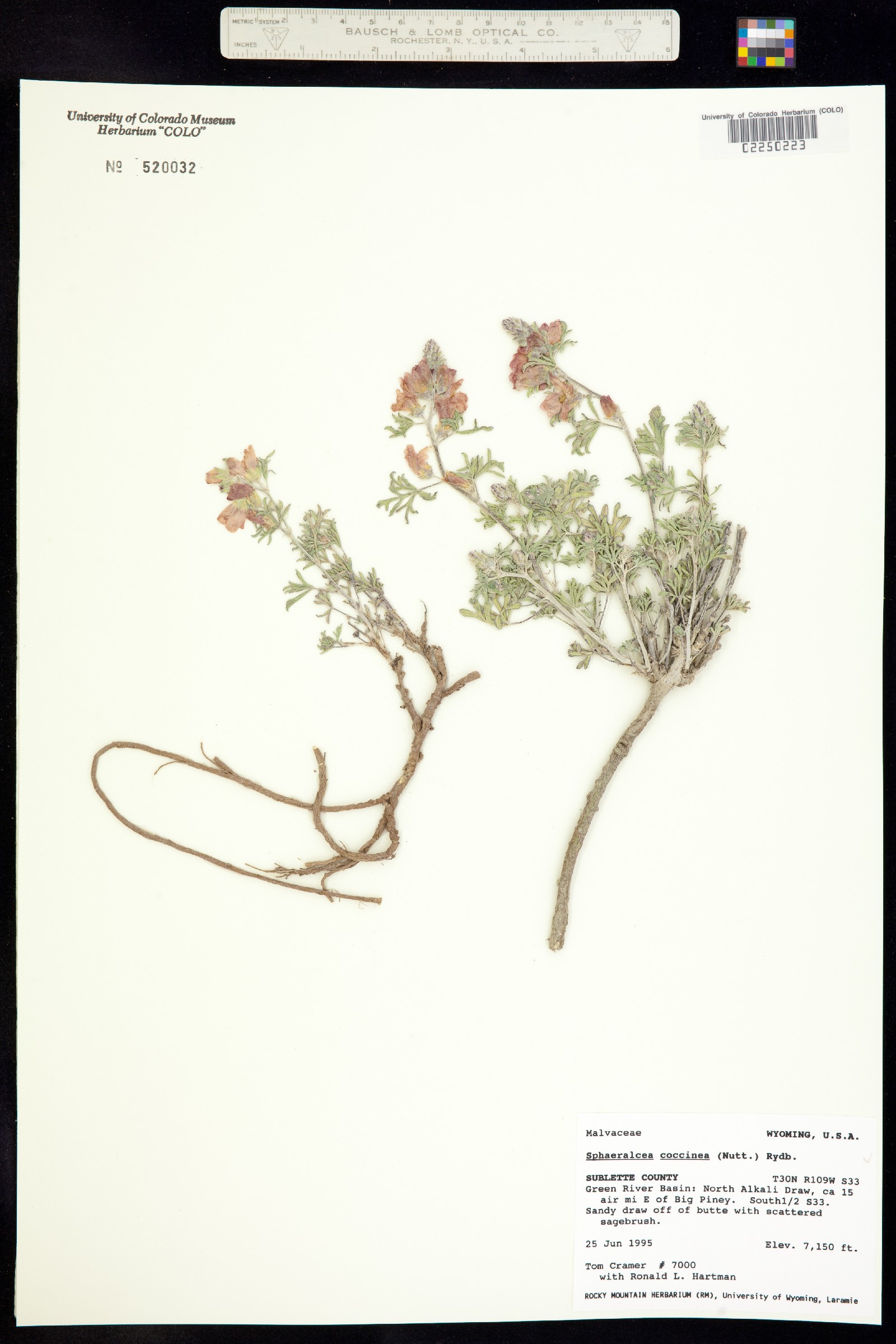 Sphaeralcea coccinea image