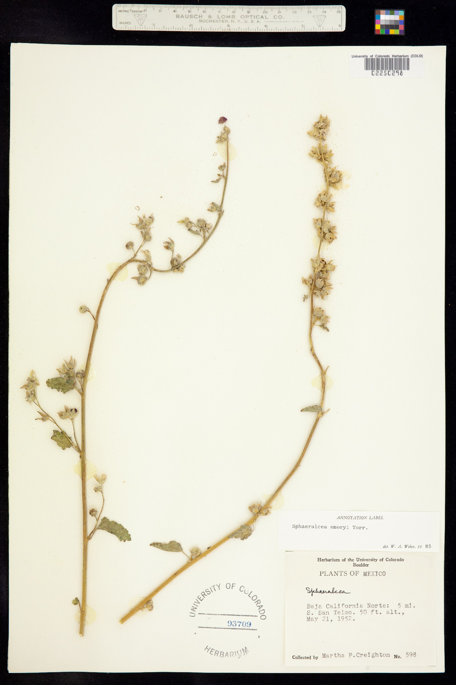 Sphaeralcea emoryi image