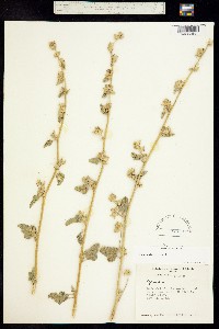 Sphaeralcea emoryi image