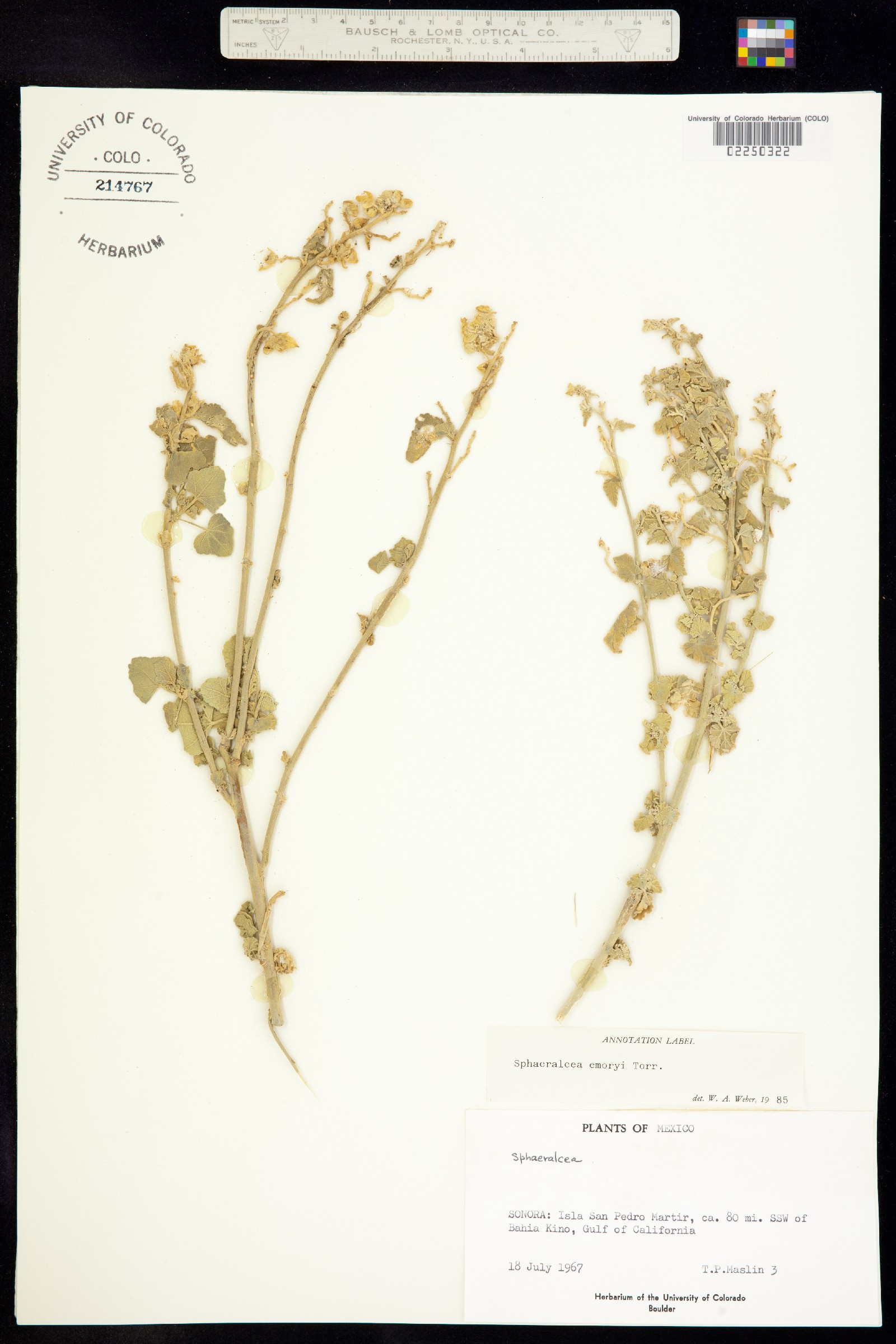 Sphaeralcea emoryi image