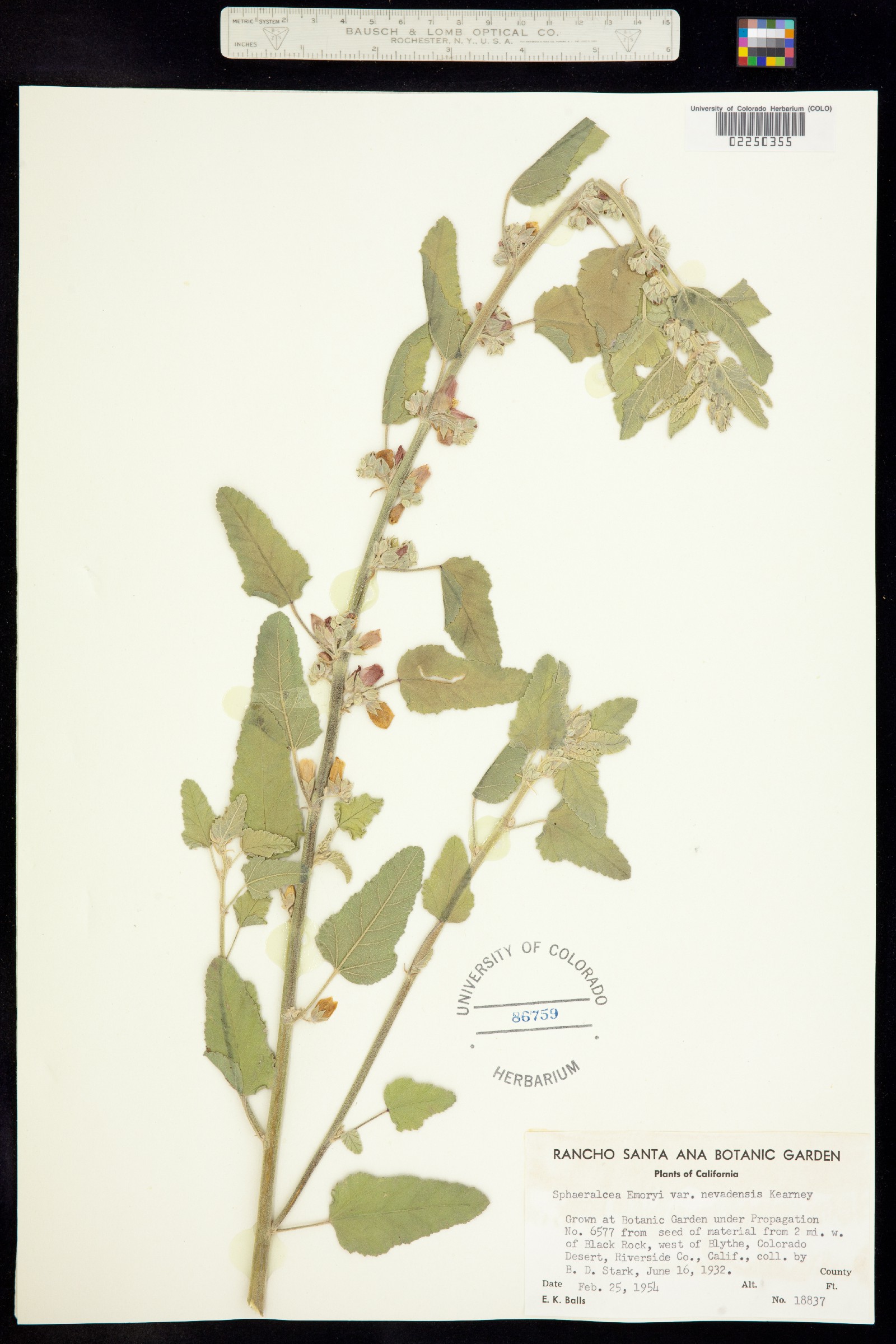 Sphaeralcea emoryi image