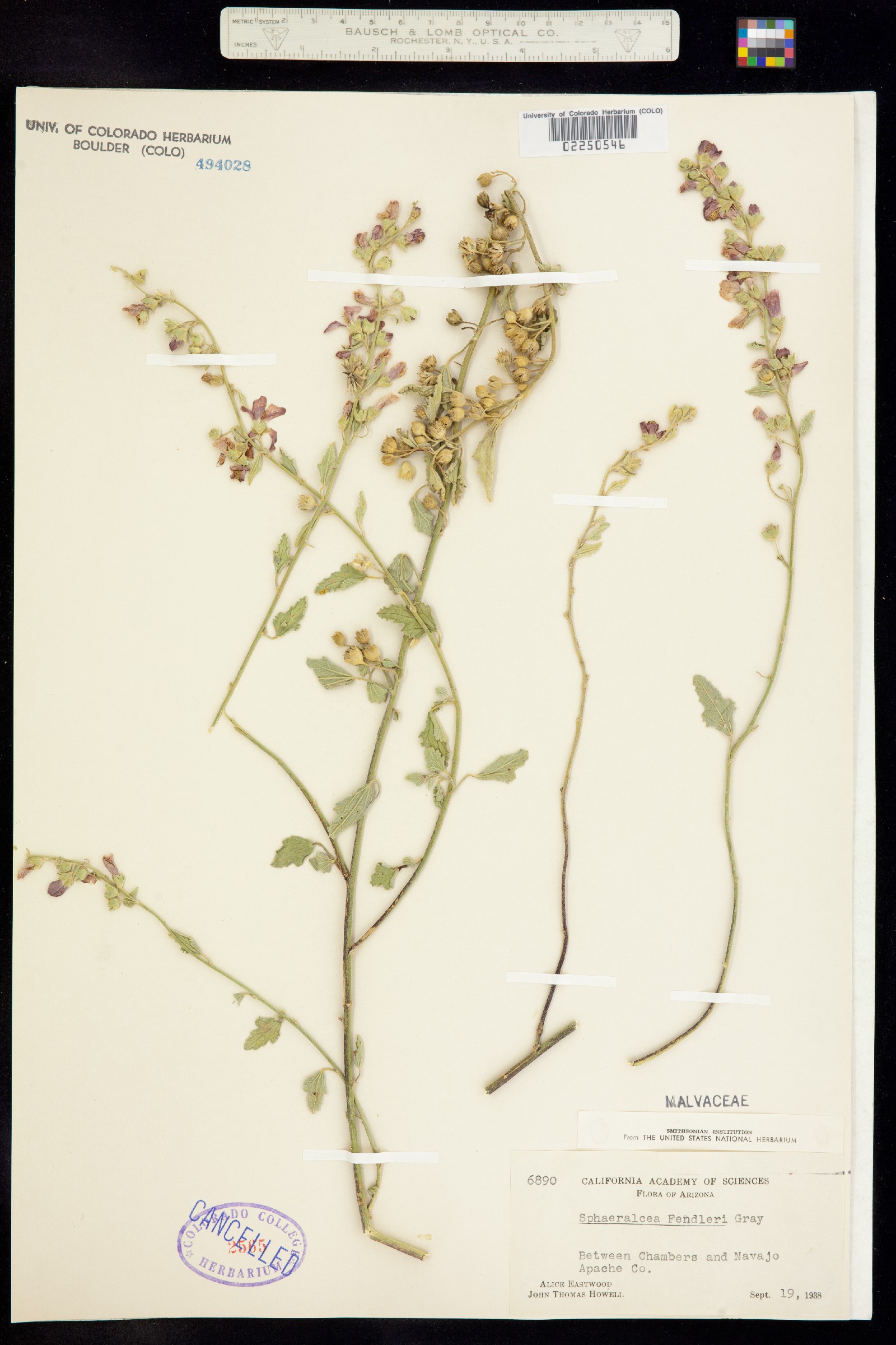 Sphaeralcea fendleri image
