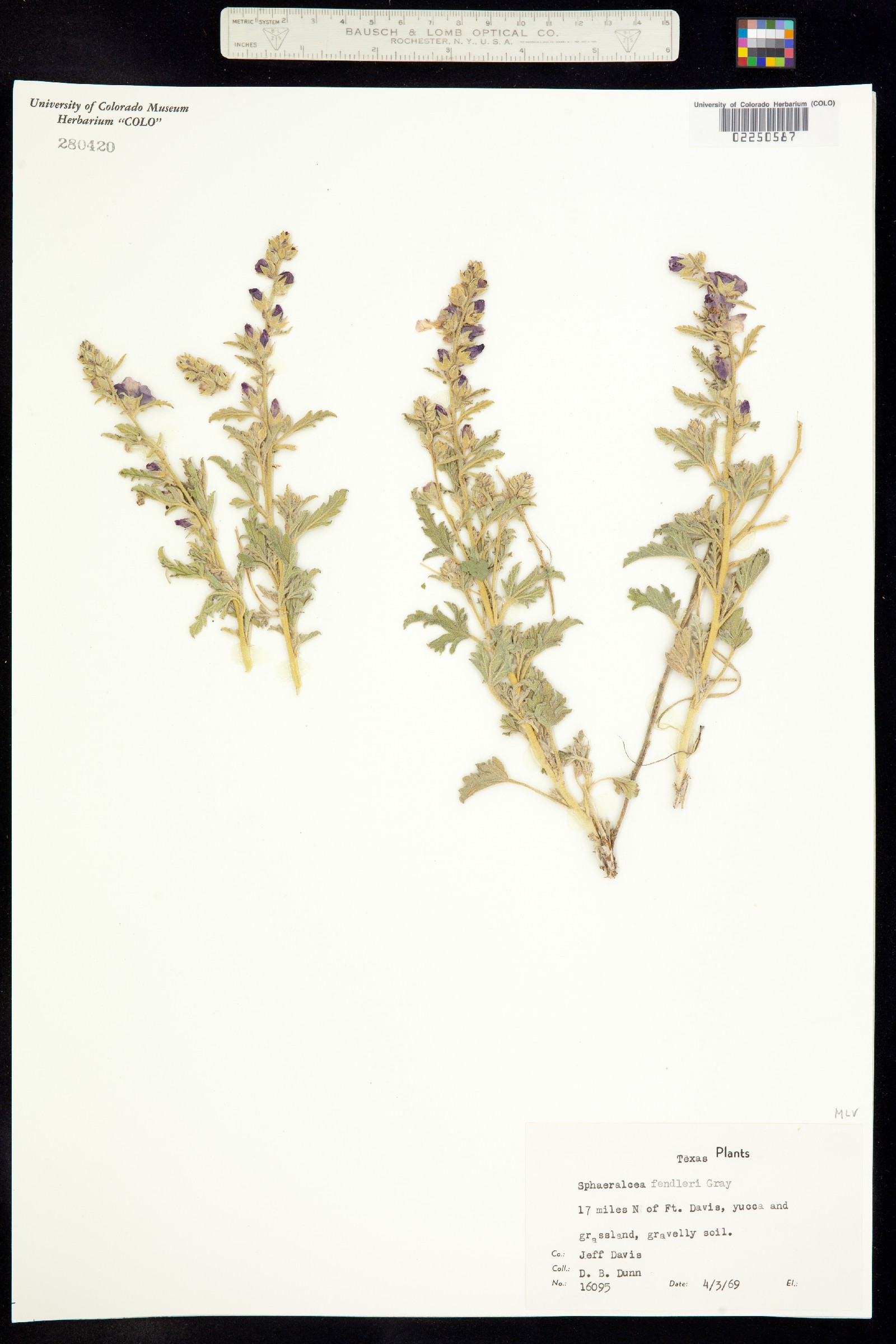 Sphaeralcea fendleri image