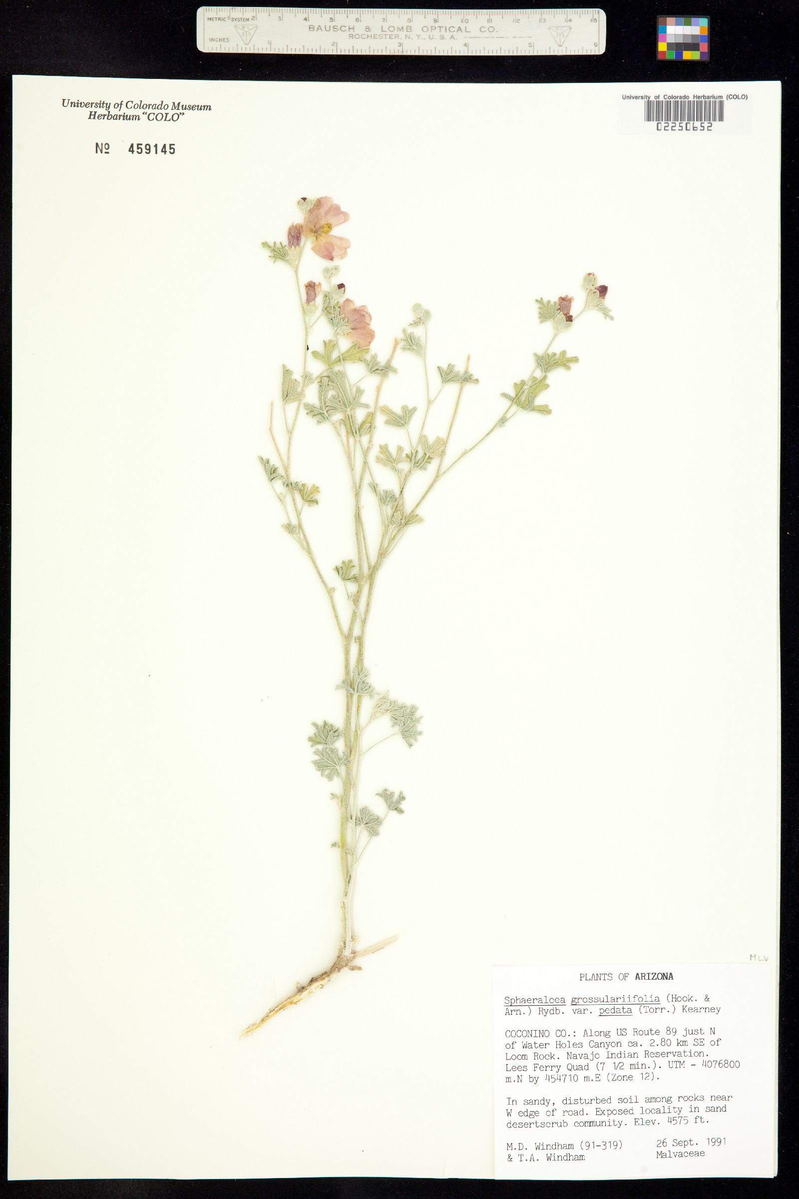 Sphaeralcea grossulariifolia image