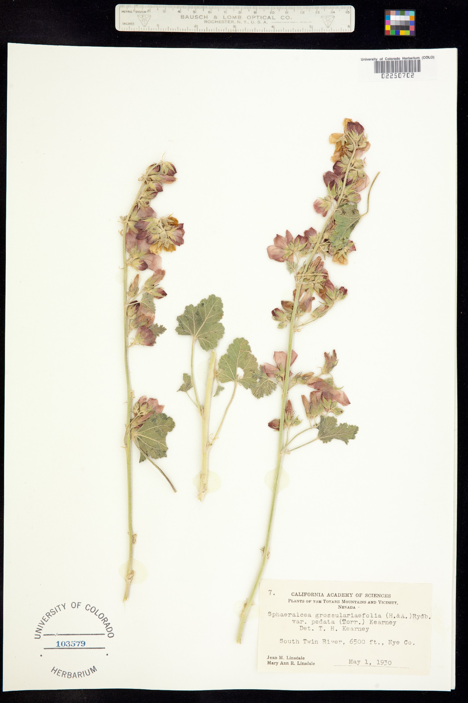 Sphaeralcea grossulariifolia image