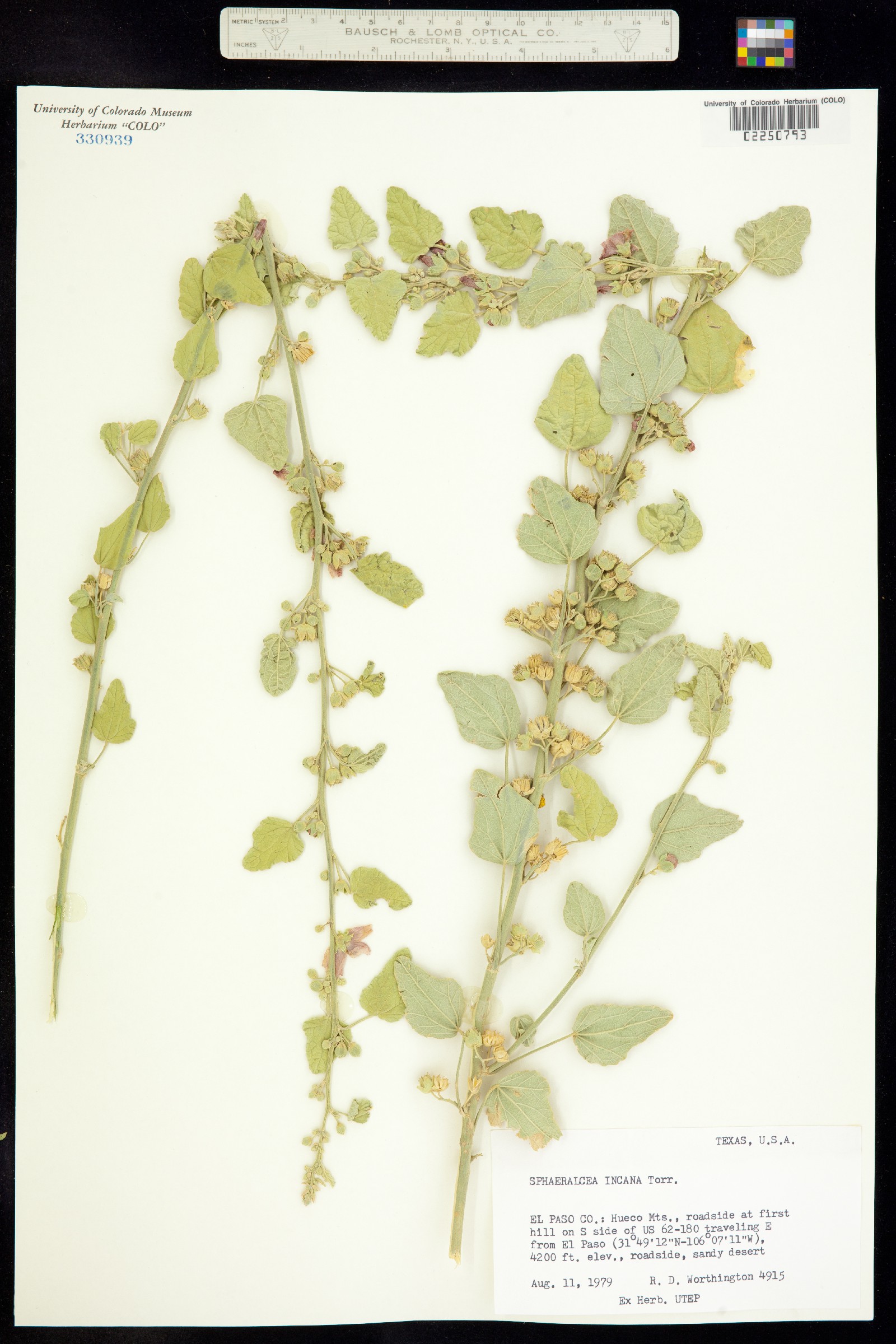 Sphaeralcea incana image