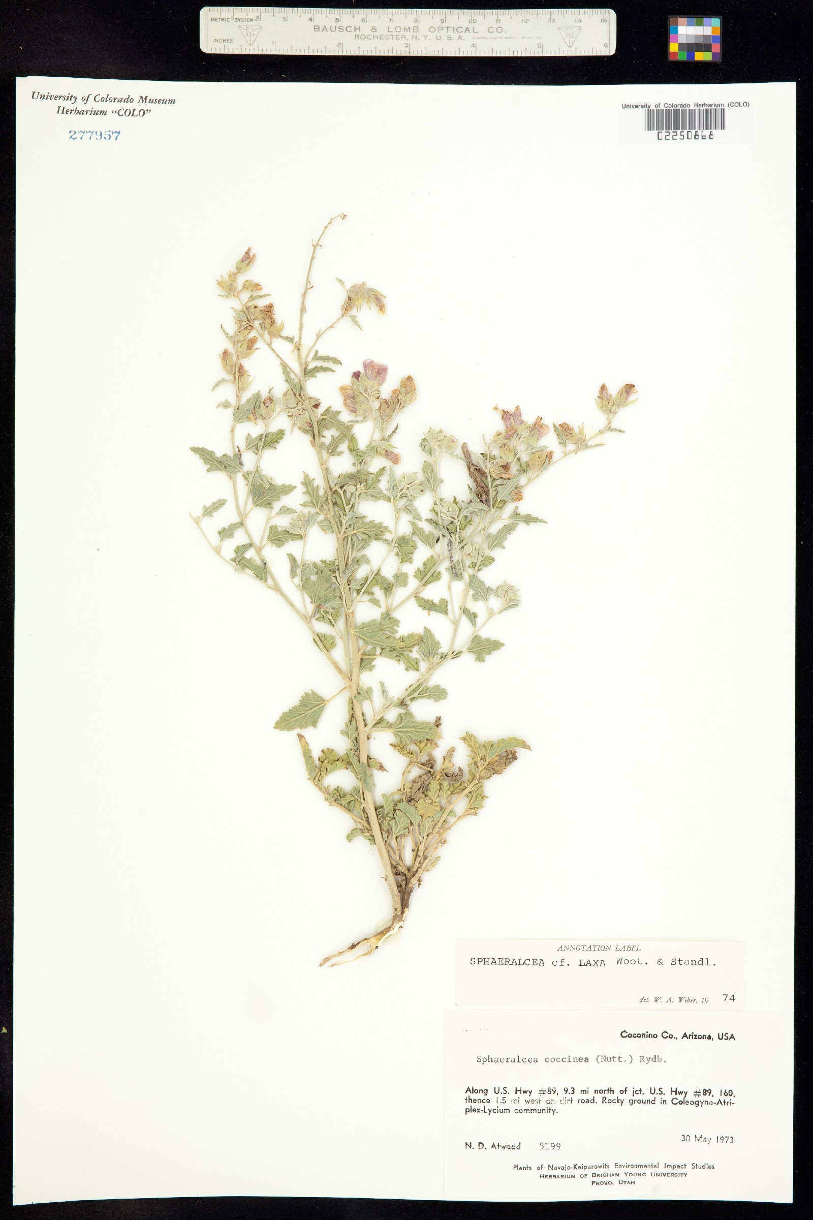 Sphaeralcea laxa image