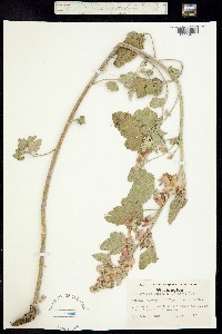 Sphaeralcea munroana image